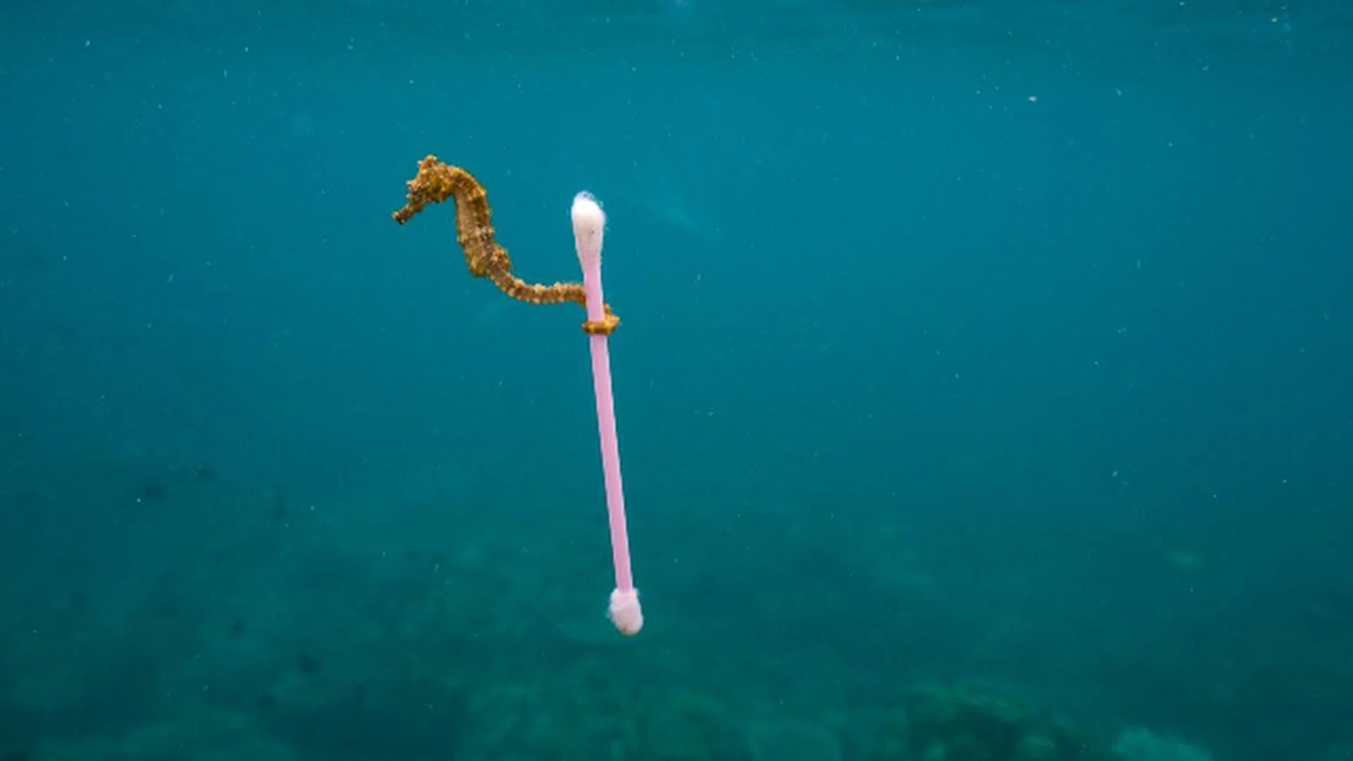 A small estuary seahorse, Hippocampus kuda, drifts in the polluted waters near Sumbawa Besar, Sumbara Island, Indonesia.