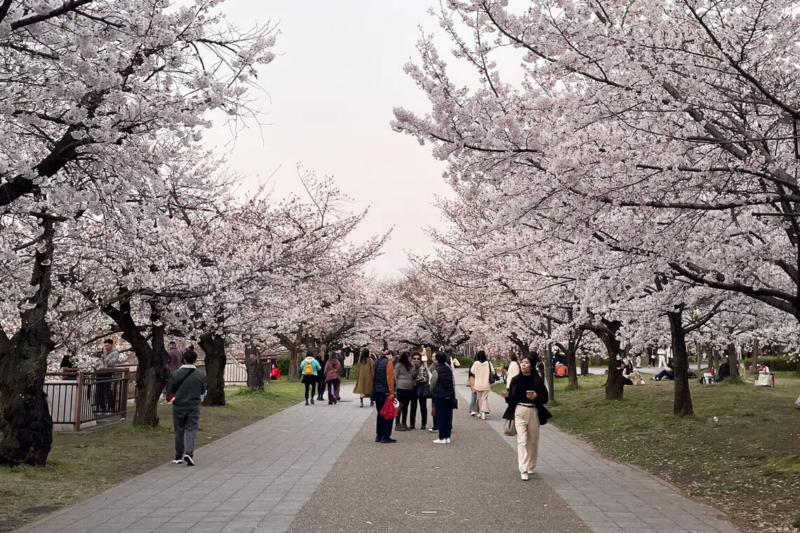 Planning for Cherry Blossom Season 2026? Here’s Your Japan Travel Guide