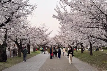 Cherry blossoms at Osaka Castle Park in April 2024. 