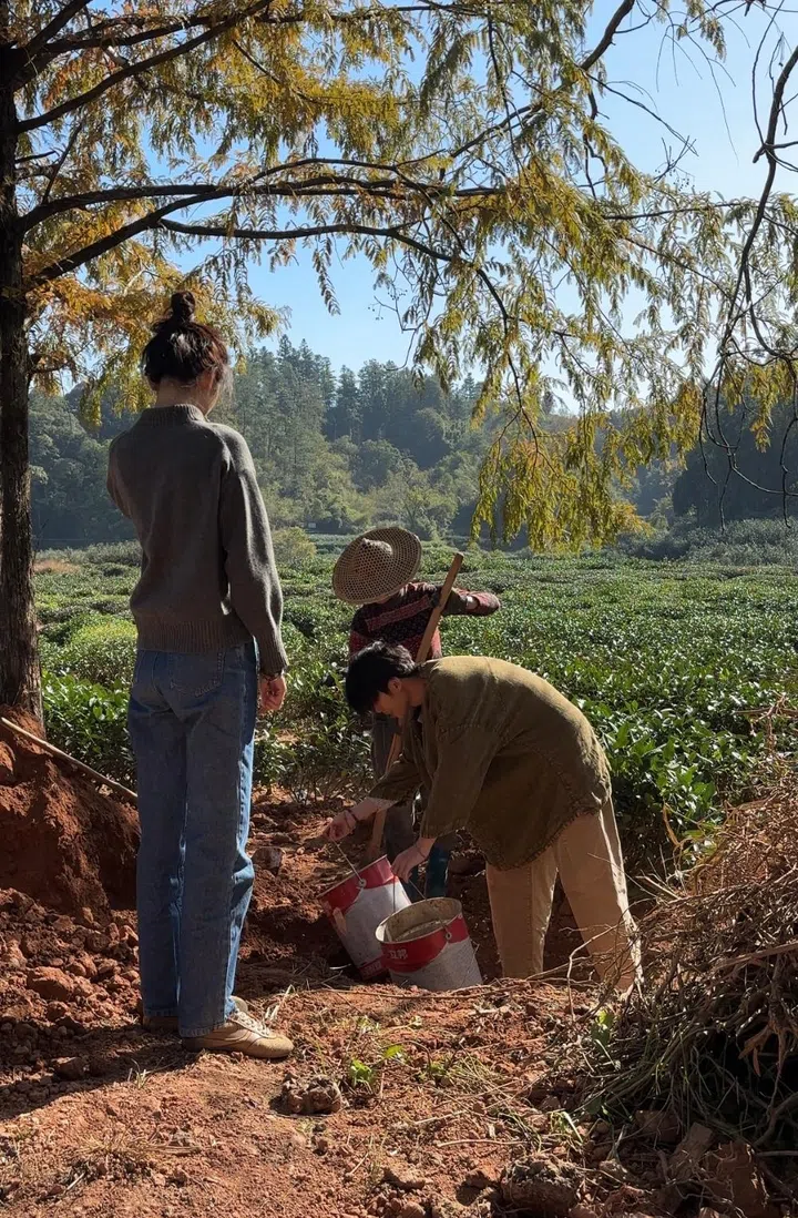 Ding Chiern Yin girl in love tea 