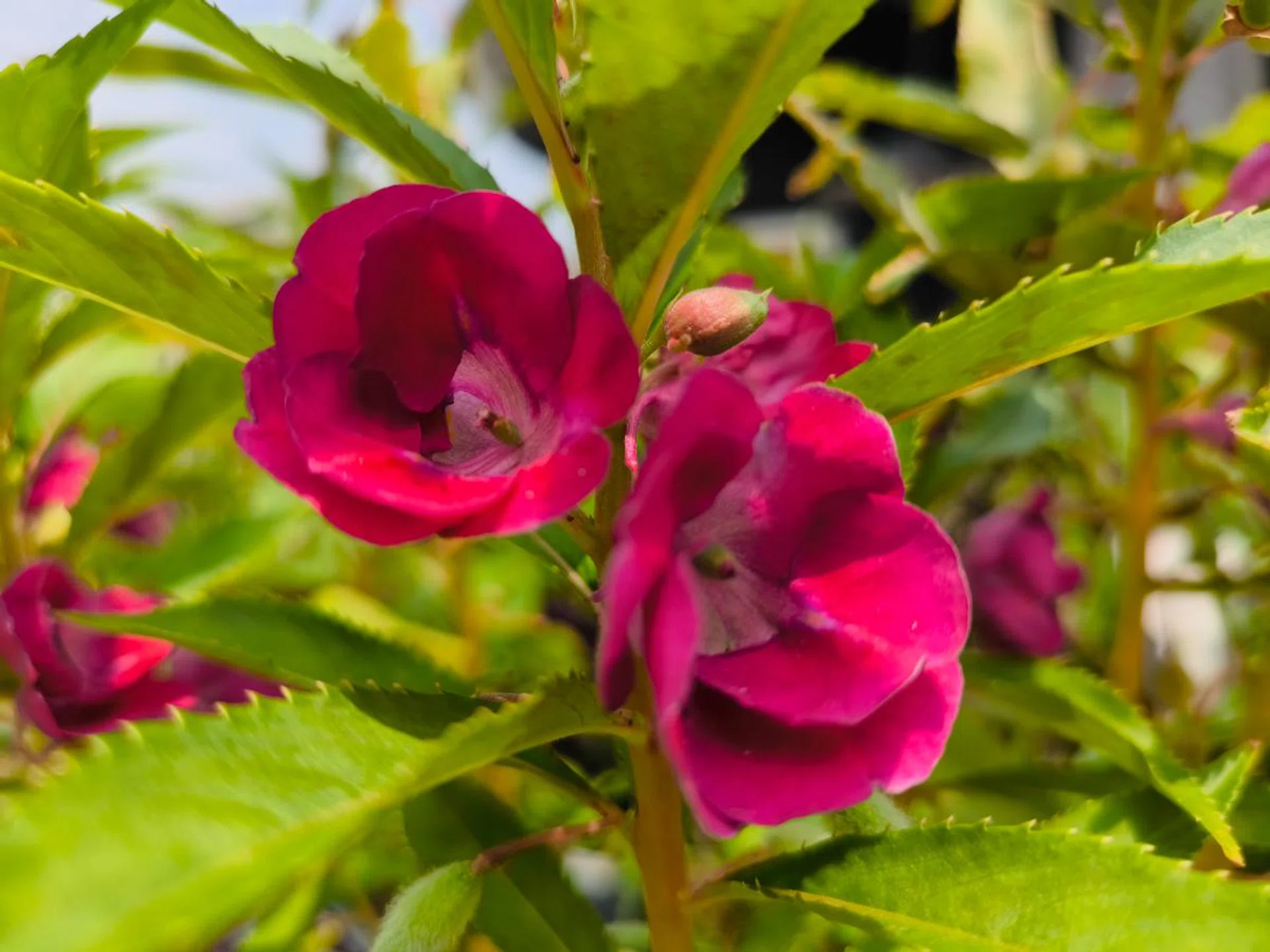 Main camera with Leica Vibrant photo style.