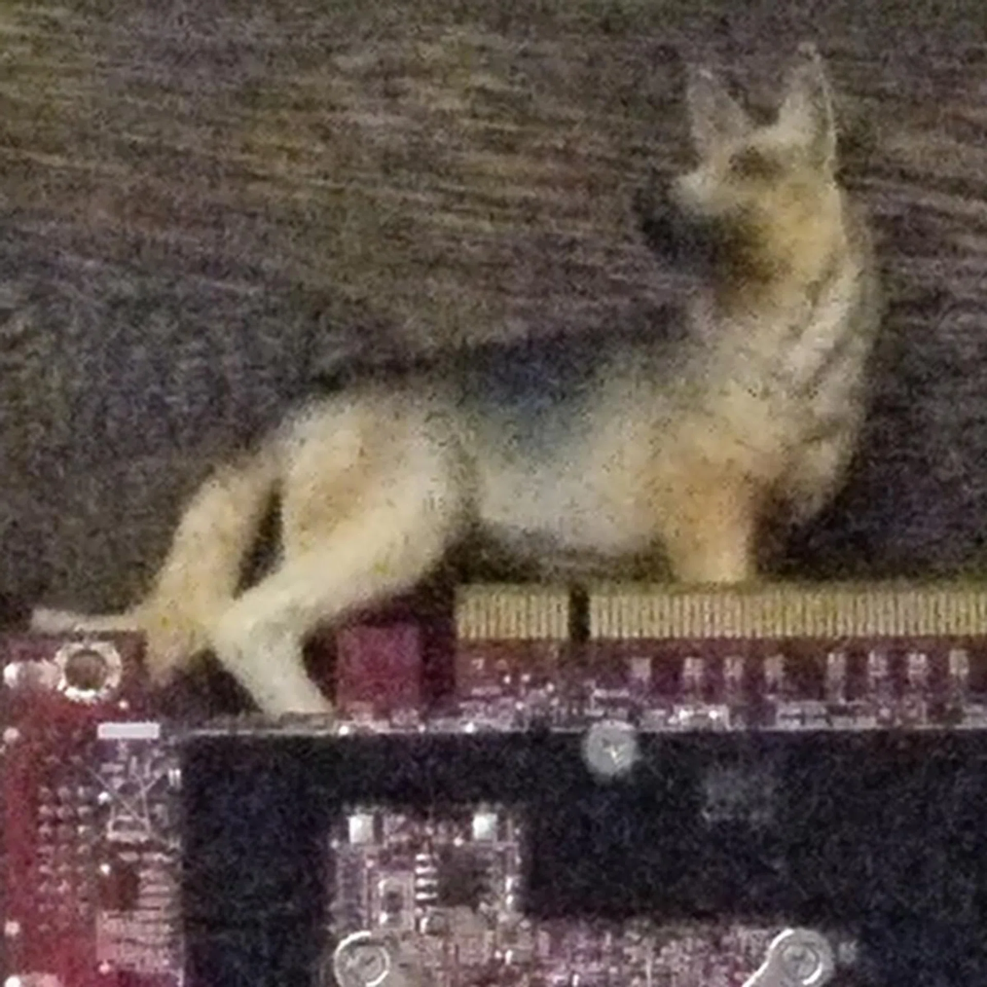 Shot at ISO6400. Let's not go here. Click for full image.