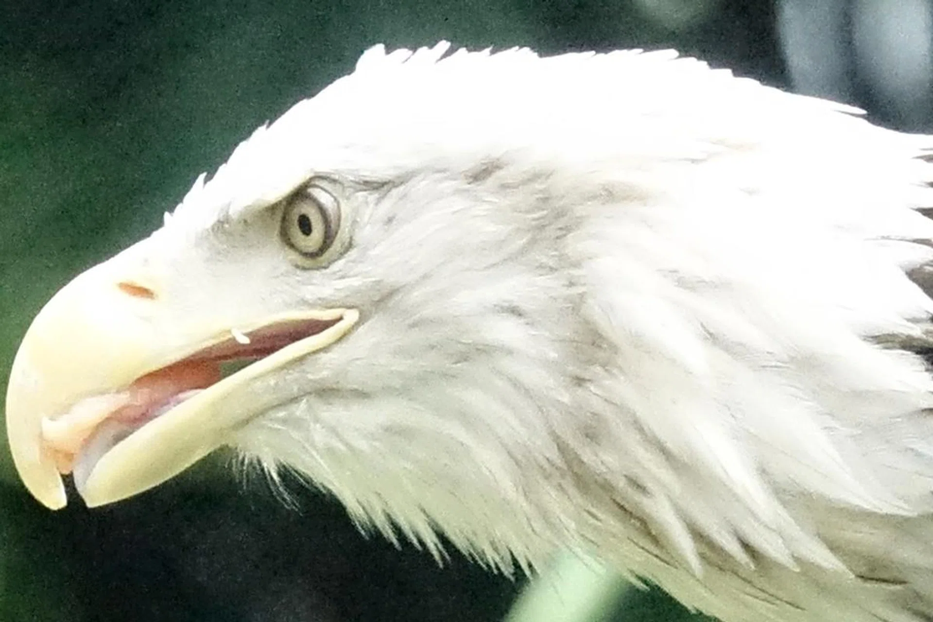 100% crop.