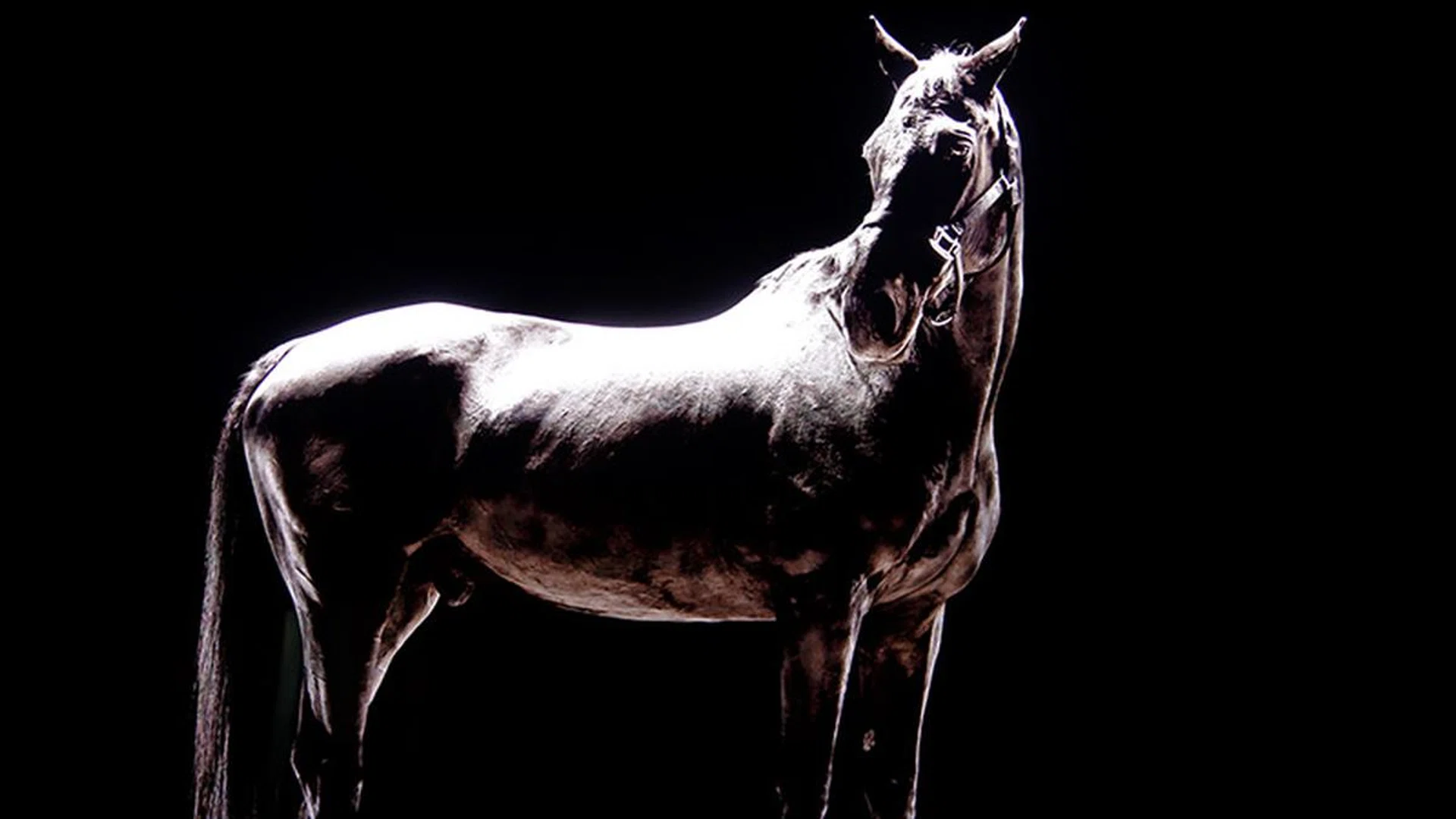 OLED-like inky blacks thanks to precise control of the direct LED backlight unit. (Note: Blown-out highlights due to limited dynamic range of my camera.)