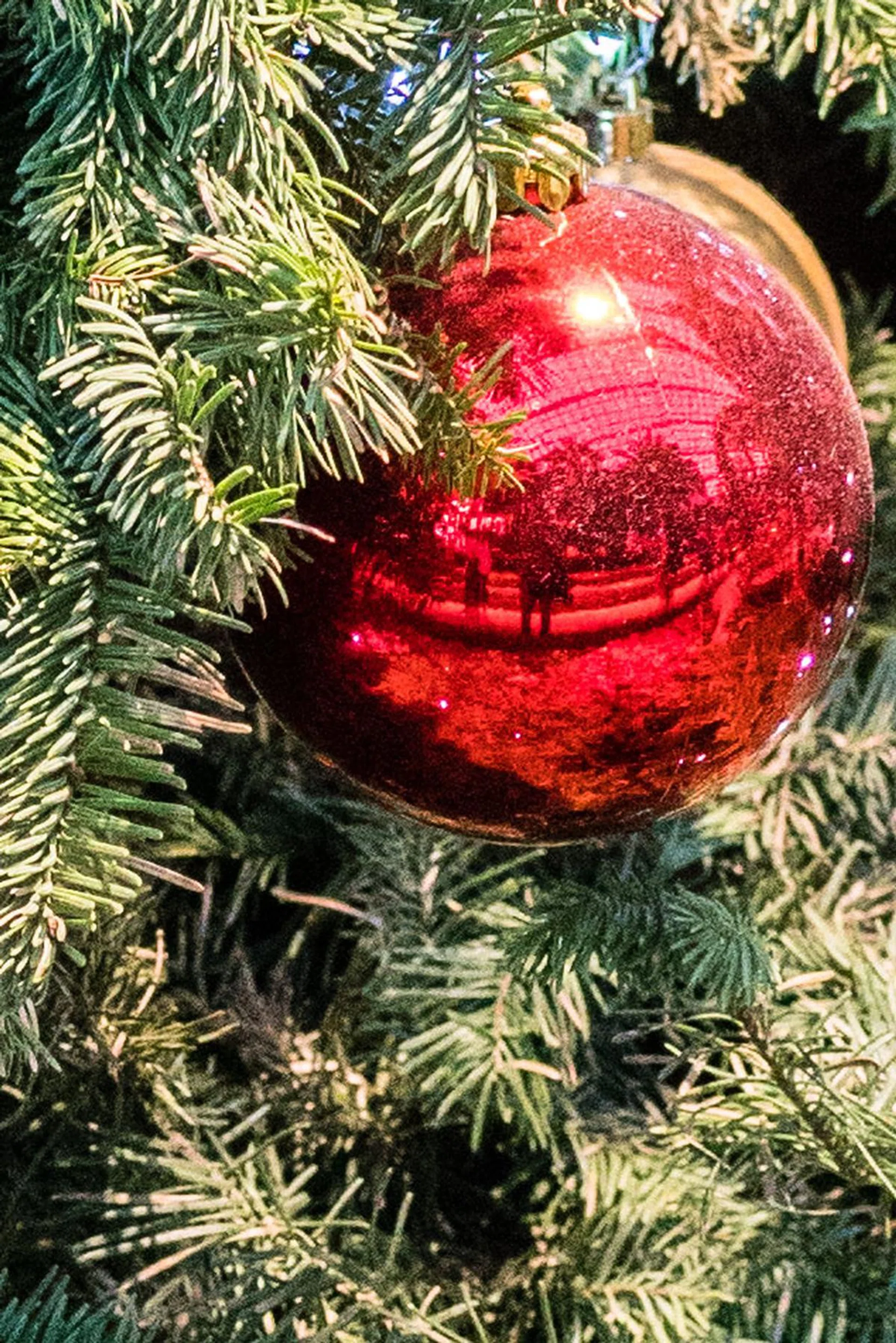 The same image at 100% crop and - gasp! You can see my outline, reflected in the globe. The leaves surrounding the globe are still sharp and not a fuzzy mess, even at ISO 4000.  f/4 at 35mm, 1/100 sec, ISO 4000.