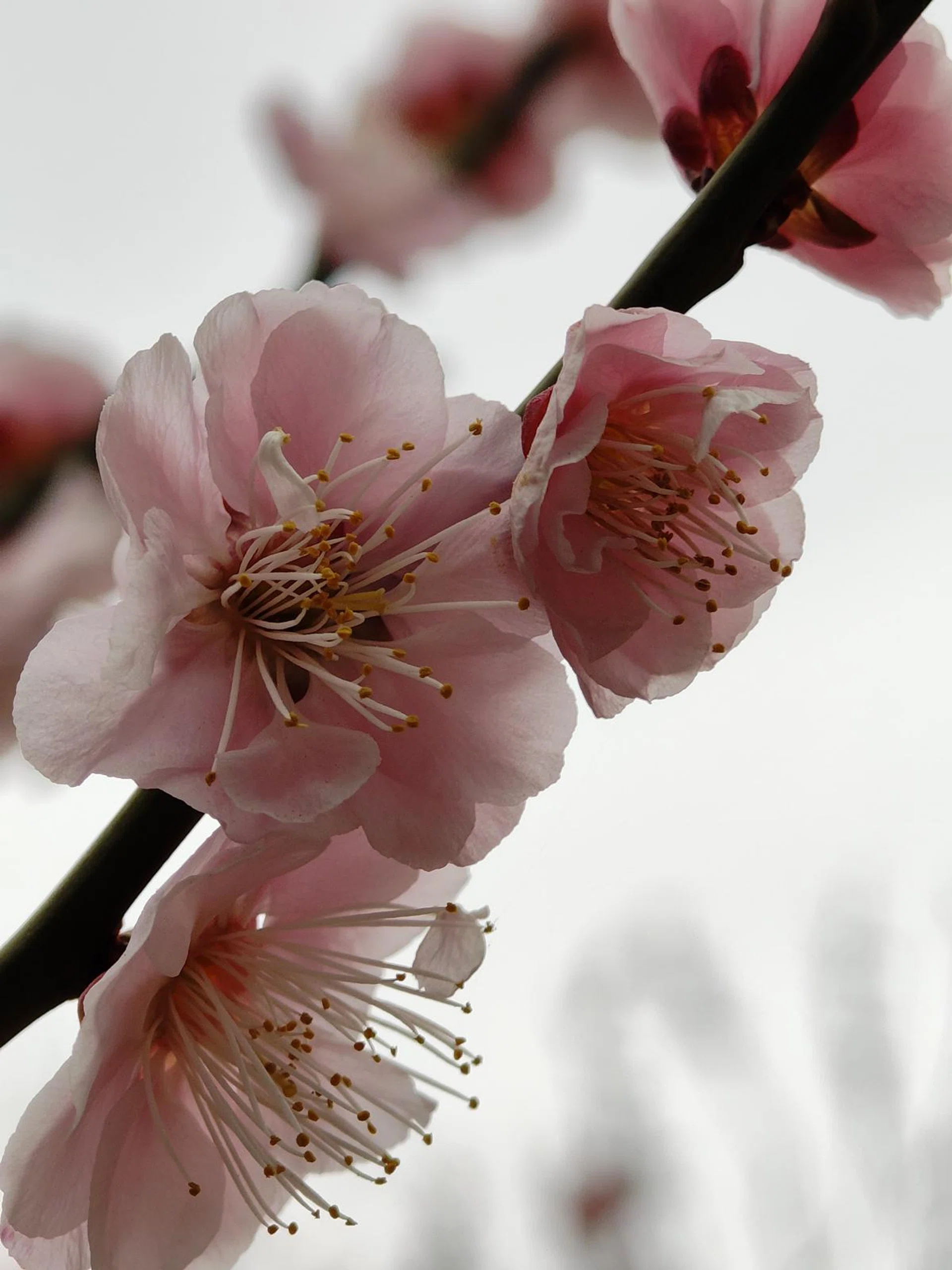 Nothing Phone (3a) Pro 6x in-sensor zoom. Photo: HWZ.