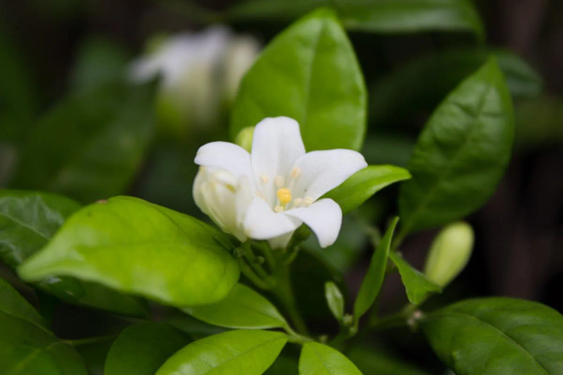  f/5.6 at 55mm, 1/100sec, ISO320