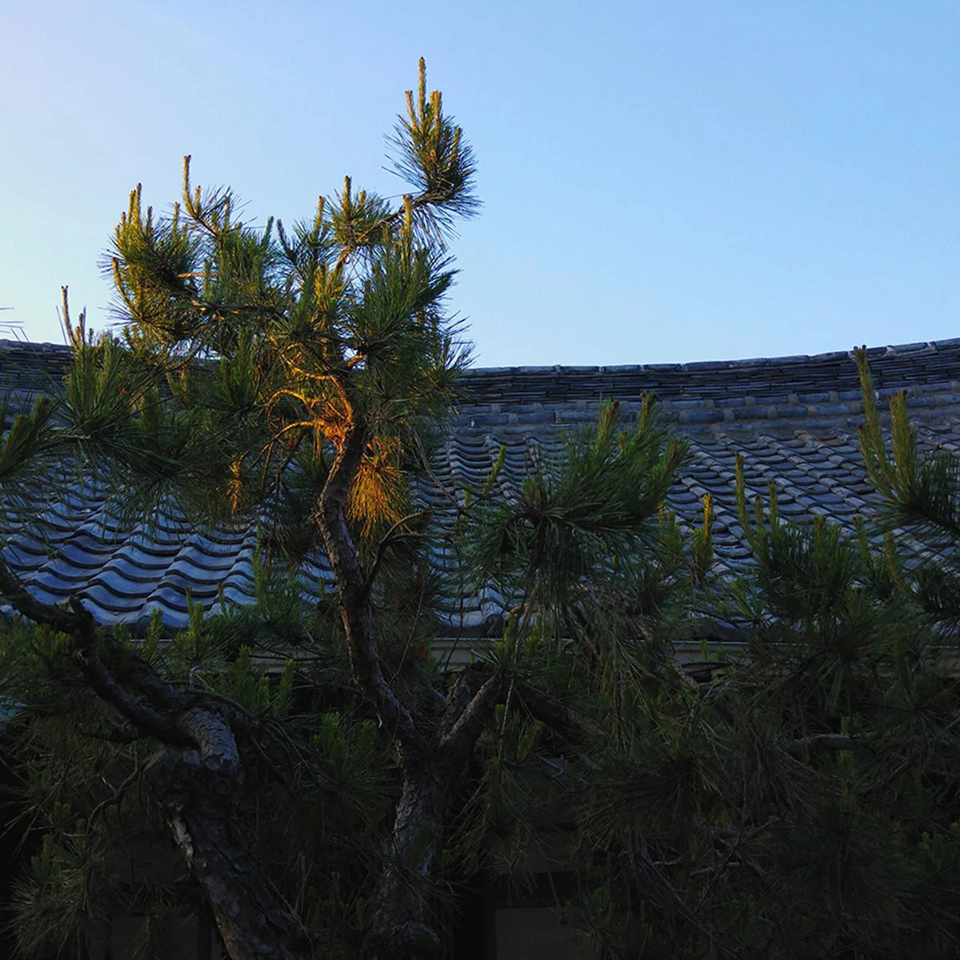 Sunlit tree, 28mm at f/1.8, 1/240 sec, ISO 50.