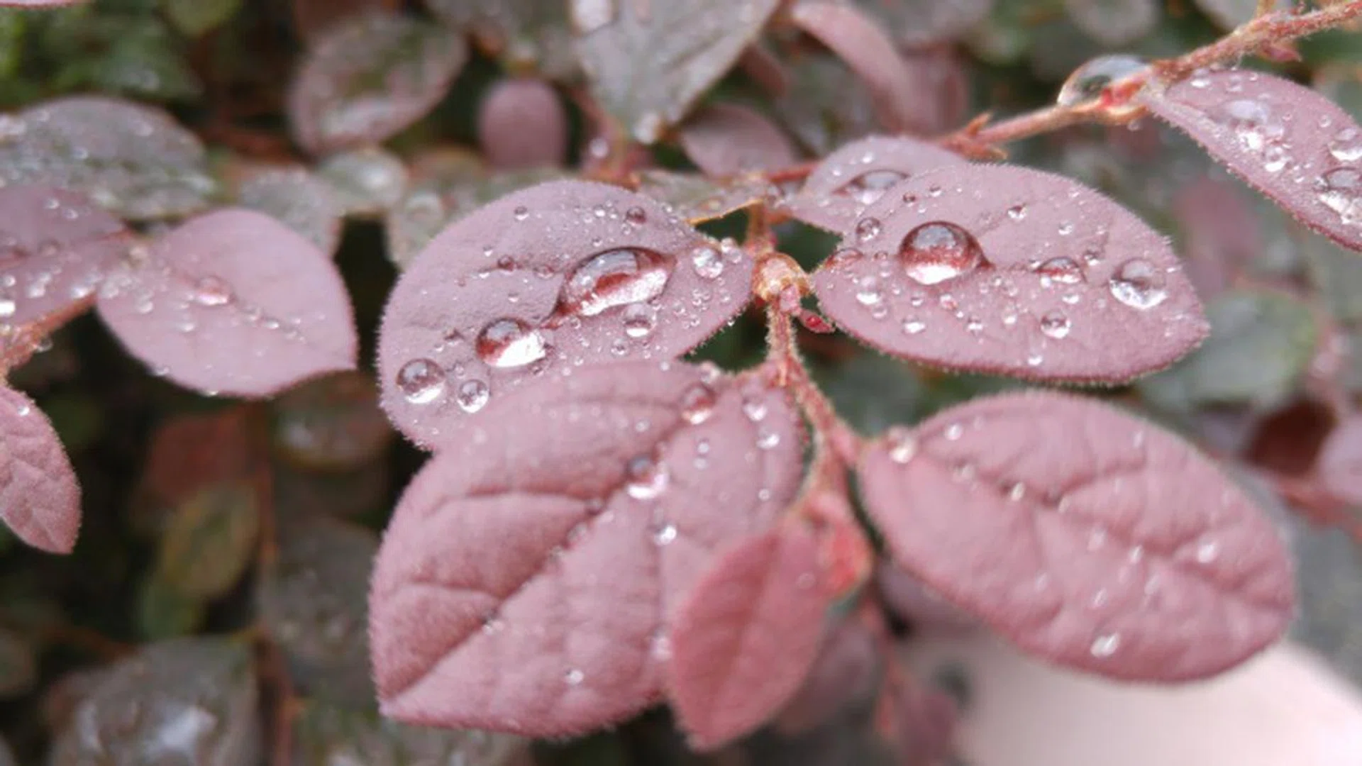 f/1.8 at 4.42mm, 1/119, ISO 50. <br> Click for full resolution image.