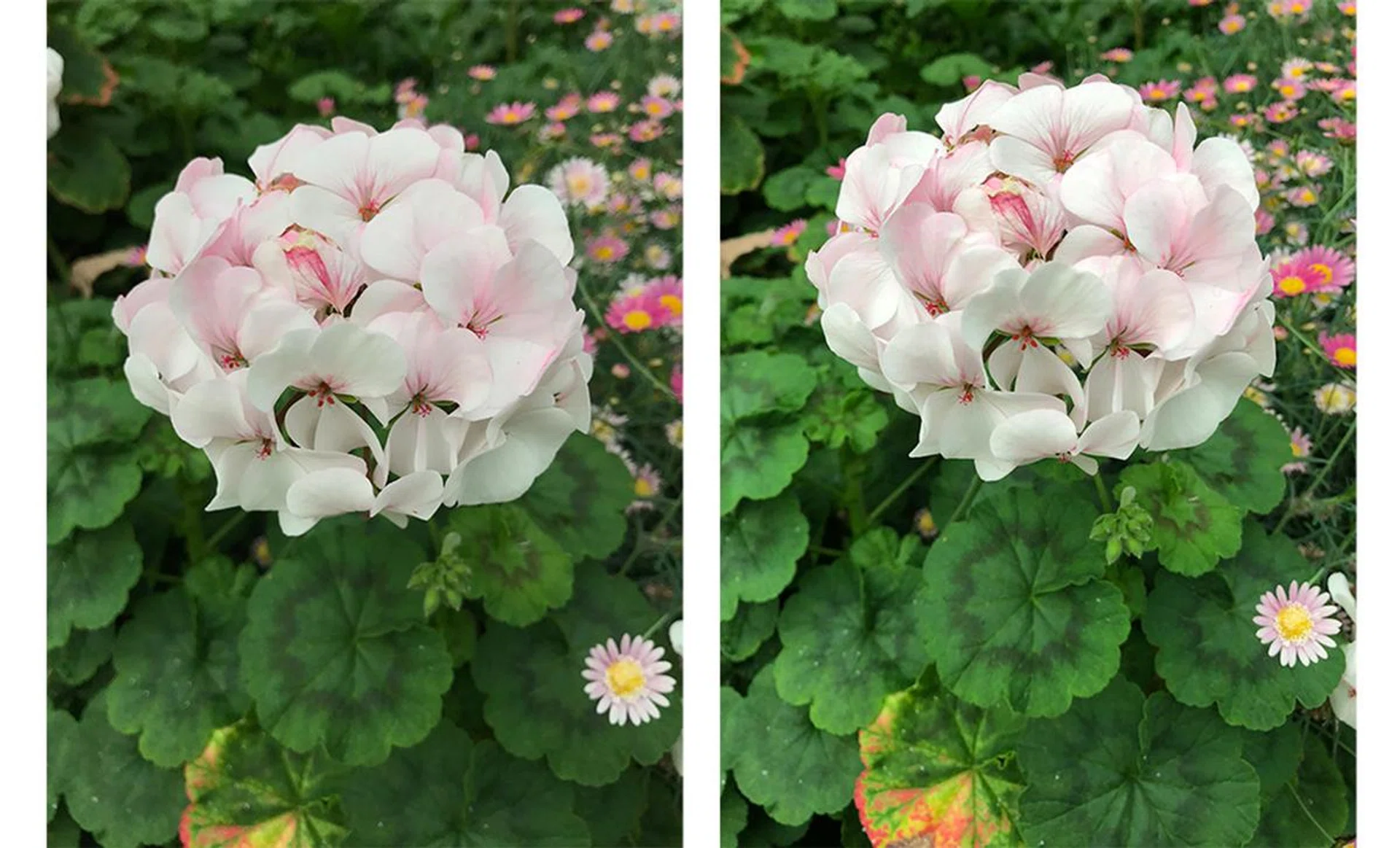 The iPhones 8 are noticeably better at metering, while the iPhone 7 Plus shot (left) is a tad too dark, the iPhone 8 Plus shot (right) is just perfect.