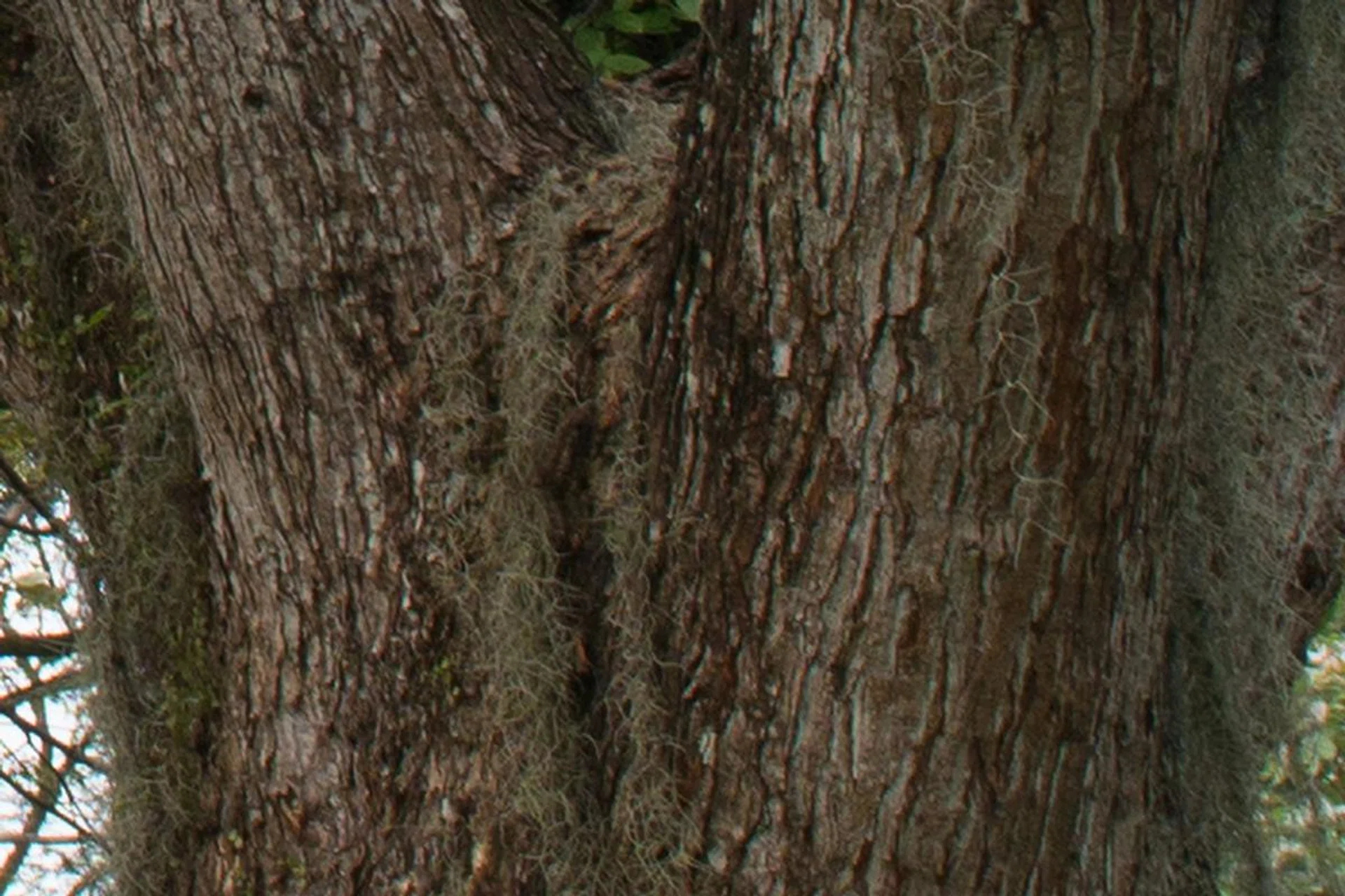 D800E, 100% crop.