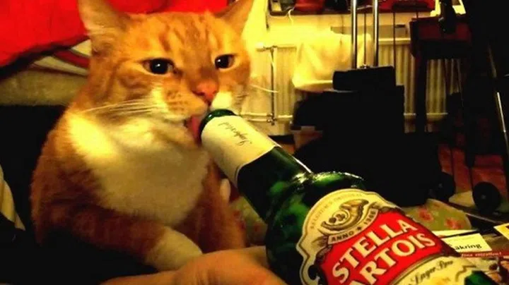 Meow!