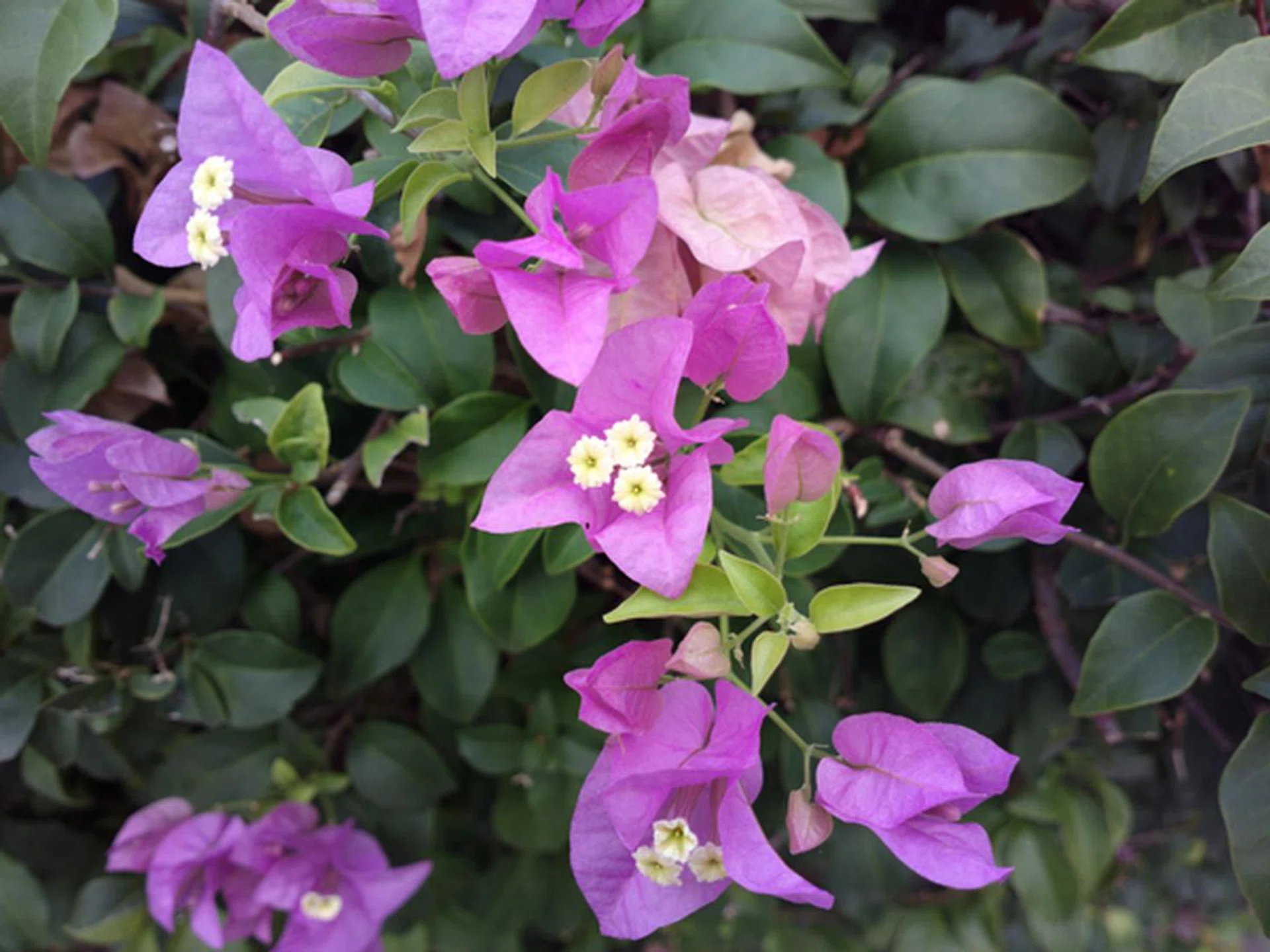 The 808 PureView has managed to convince us so far that even a mobile phone camera can take good shots, and that the camera tech for mobile phones is advancing to a stage where image quality is probably on a par with some digital compact cameras.