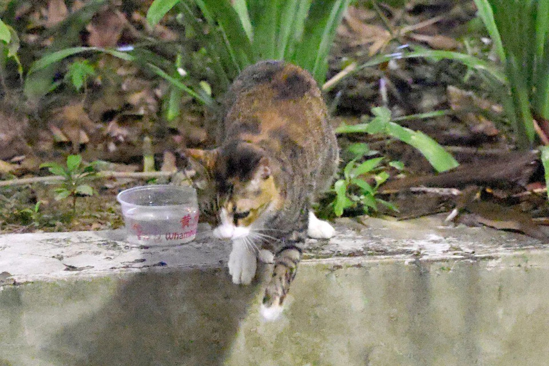 The cat was quick, but the R5 Mark II was still able to capture it in focus when it jumped. Shooting info: 105mm at f/4, 1/160s, ISO 51200 Photo: HWZ