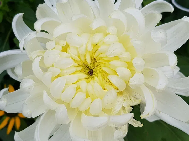 Photographed with the Note8, f/1.7 with wide angle, 1/350 sec, ISO 40.