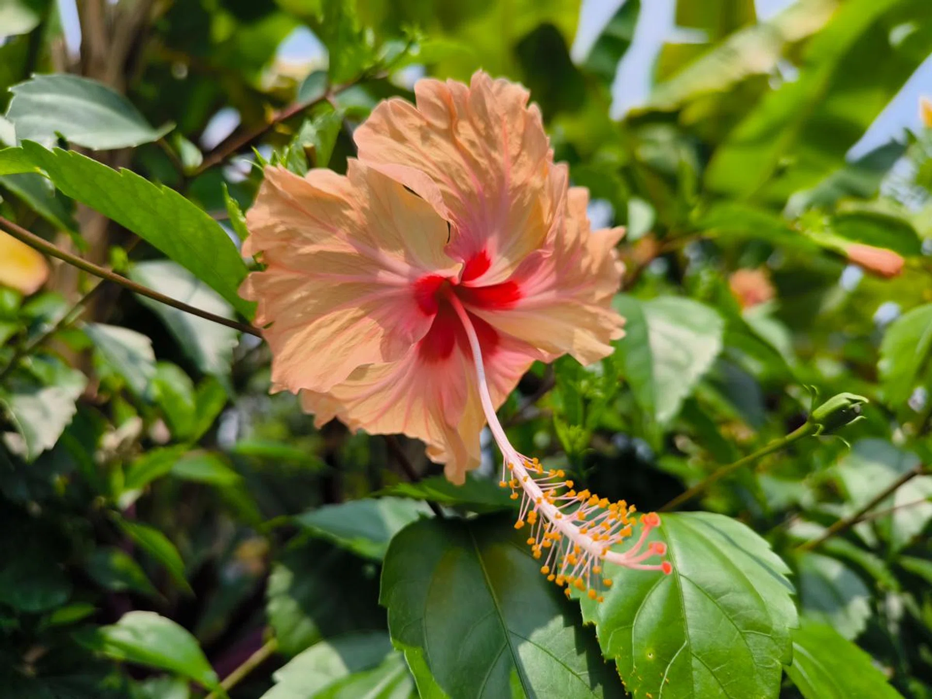 Main camera utilising Leica Vibrant photo style.