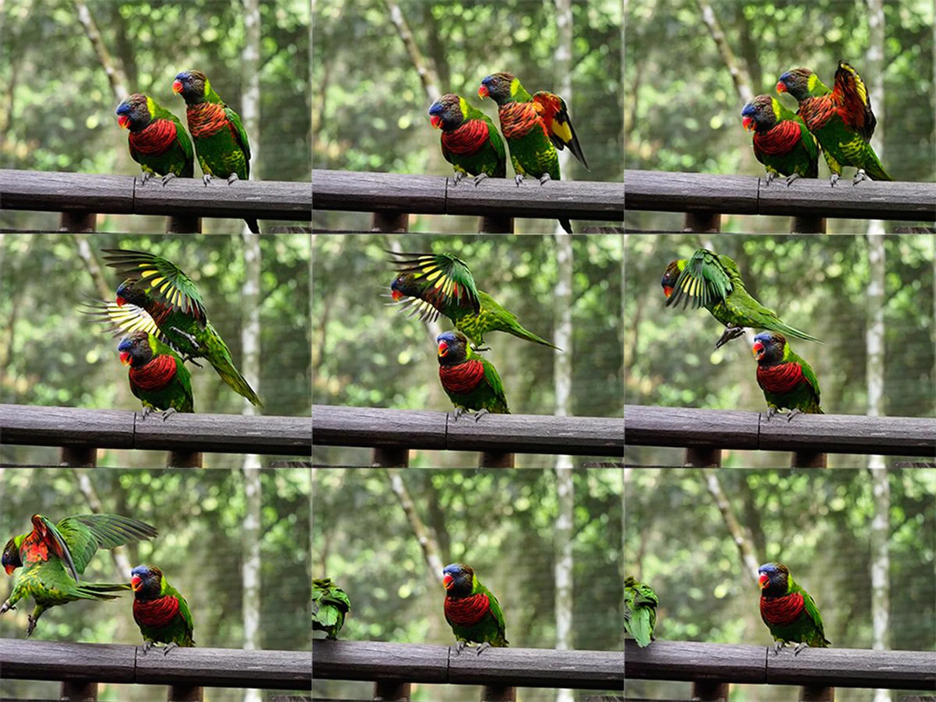 I probably hit the shutter on the second-to-last or last frame, but Pro Capture saved the preceding shots for me so I actually had a photo.