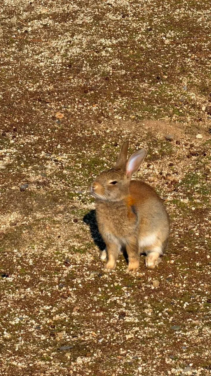 Ōkunoshima rabbit
