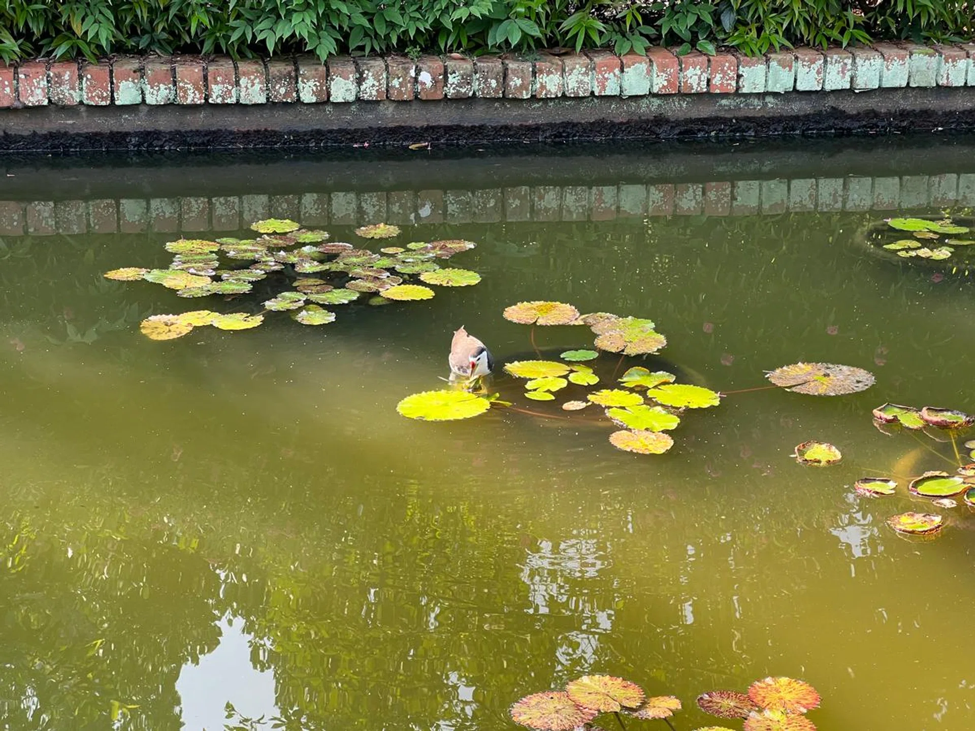 Photo of the White-breasted Waterhen taken with 3x optical zoom on an iPhone 13 Pro Max as a sample shot of the scene.