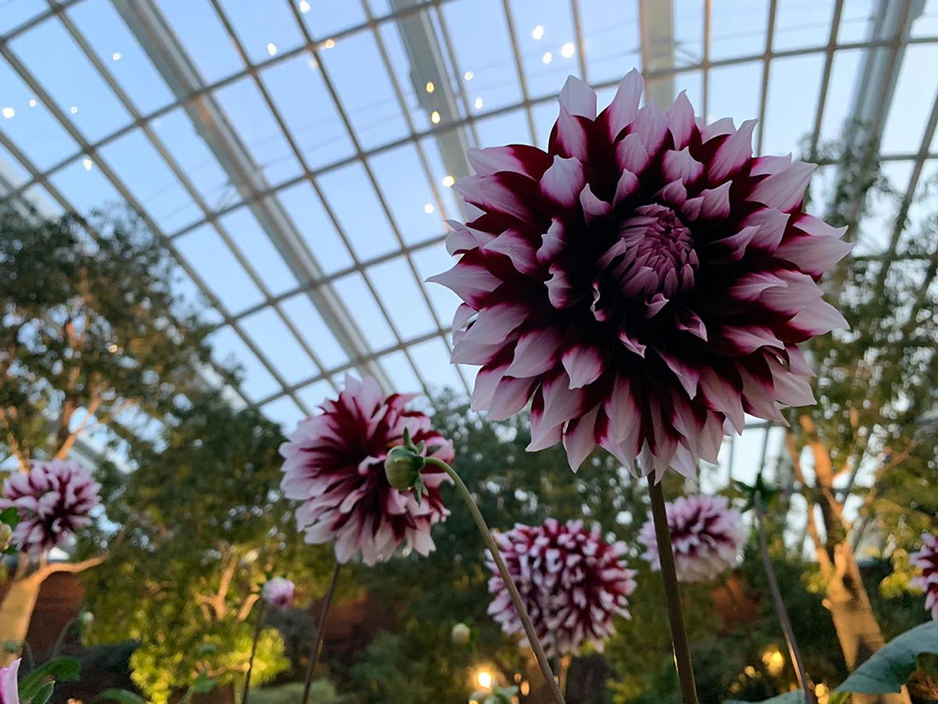 iPhone XS (with Smart HDR). f/1.8 with wide-angle, 1/45 sec, ISO 400.