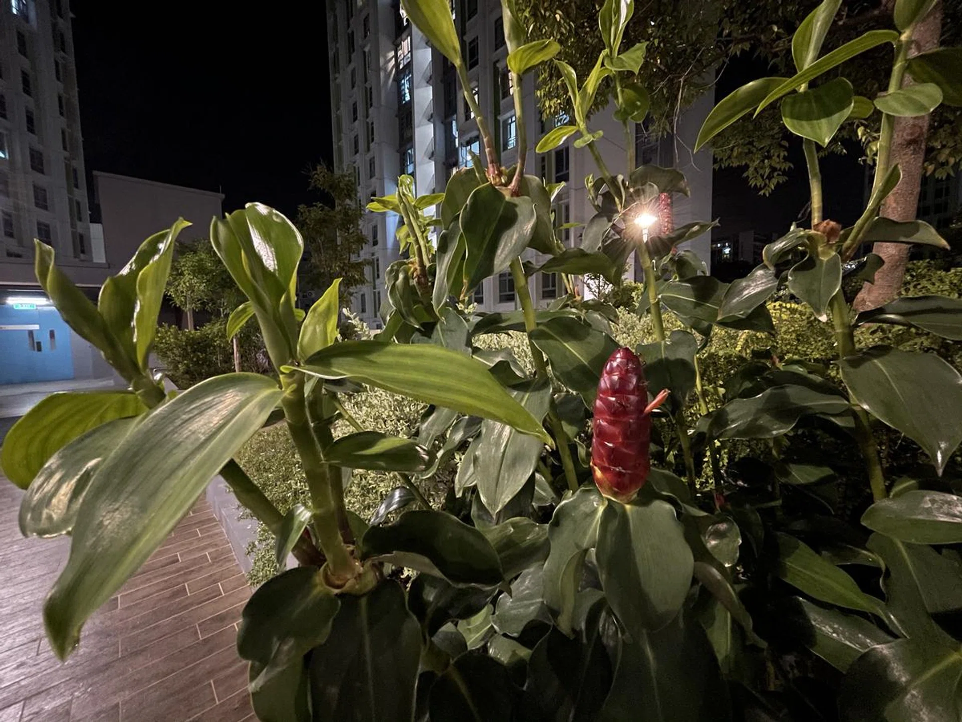 Shot with the iPhone 12 Pro's ultra wide camera in Night mode. Click to see full image.