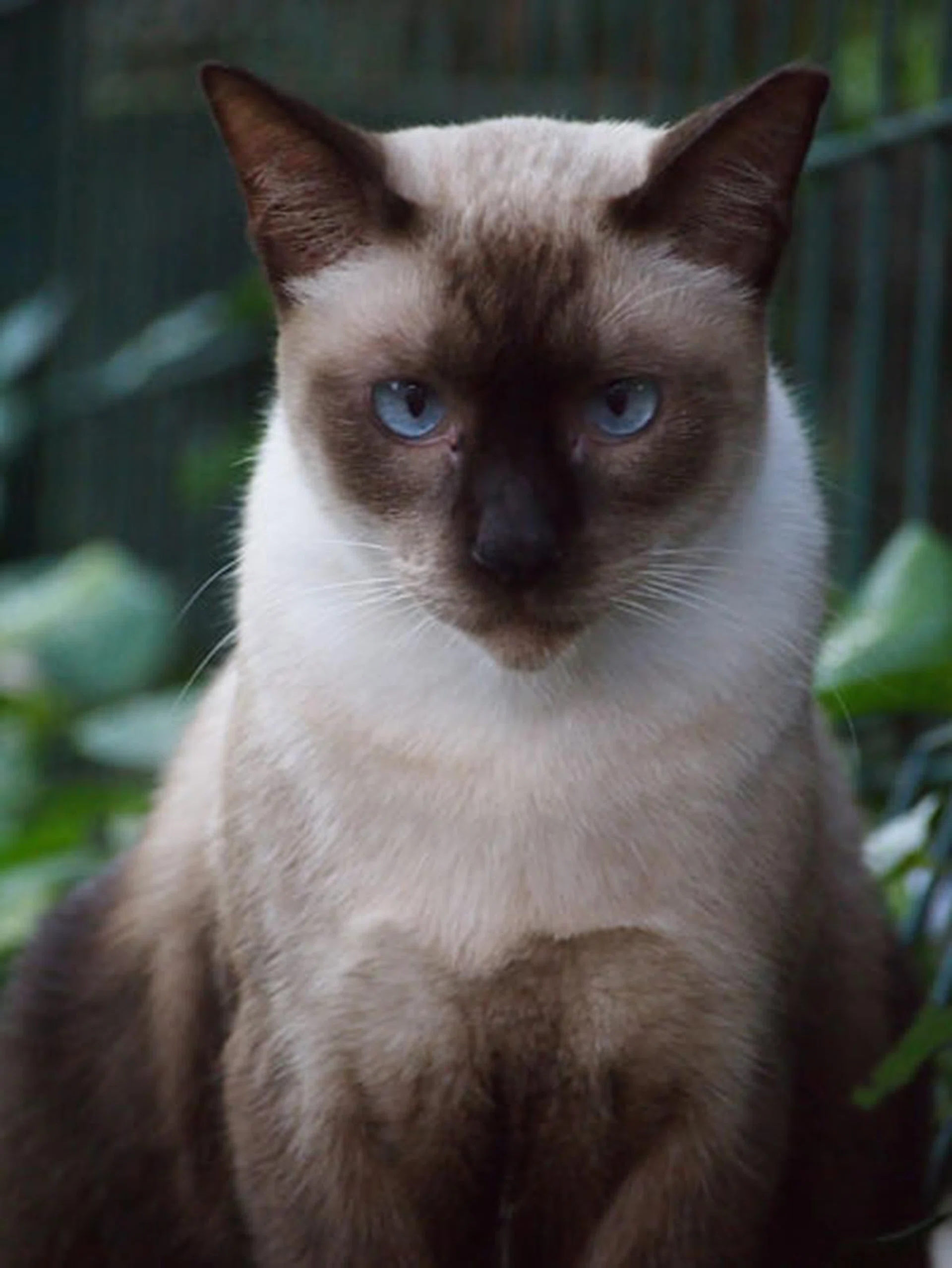 f/5.6 at 300mm (35mm equivalent), 1/80 sec, ISO1600.