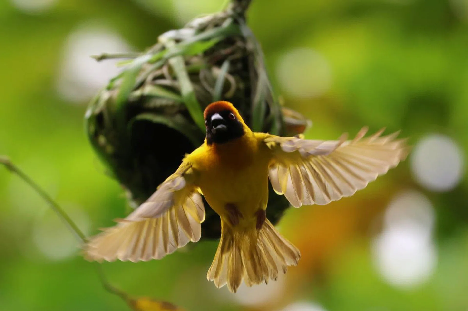 400mm at f/8.0, 1/1000s, ISO 2500