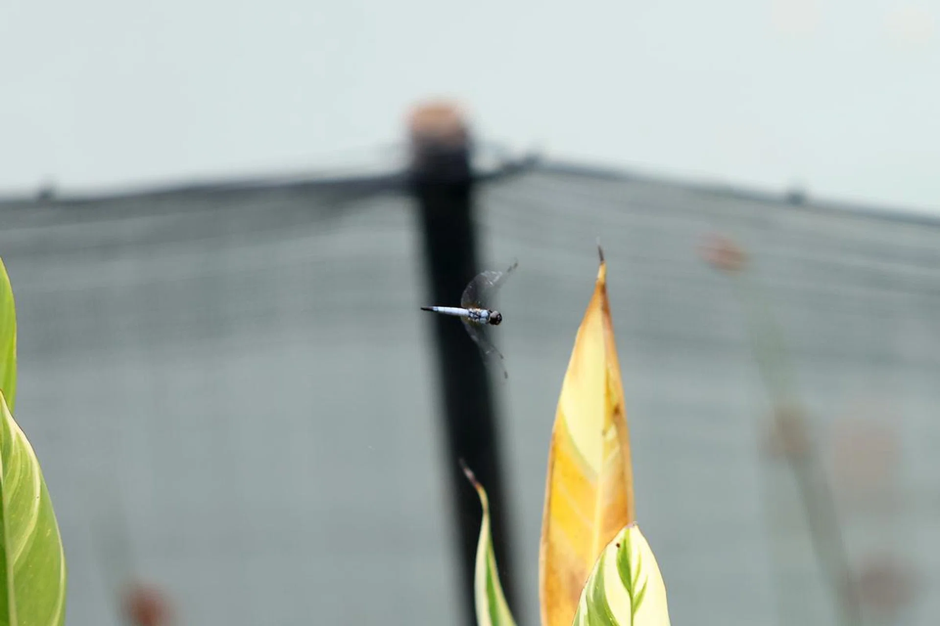 200mm at f/2.8, 1/3200s, ISO 2000 (50% crop). Photo: HWZ (Click to see full resolution)