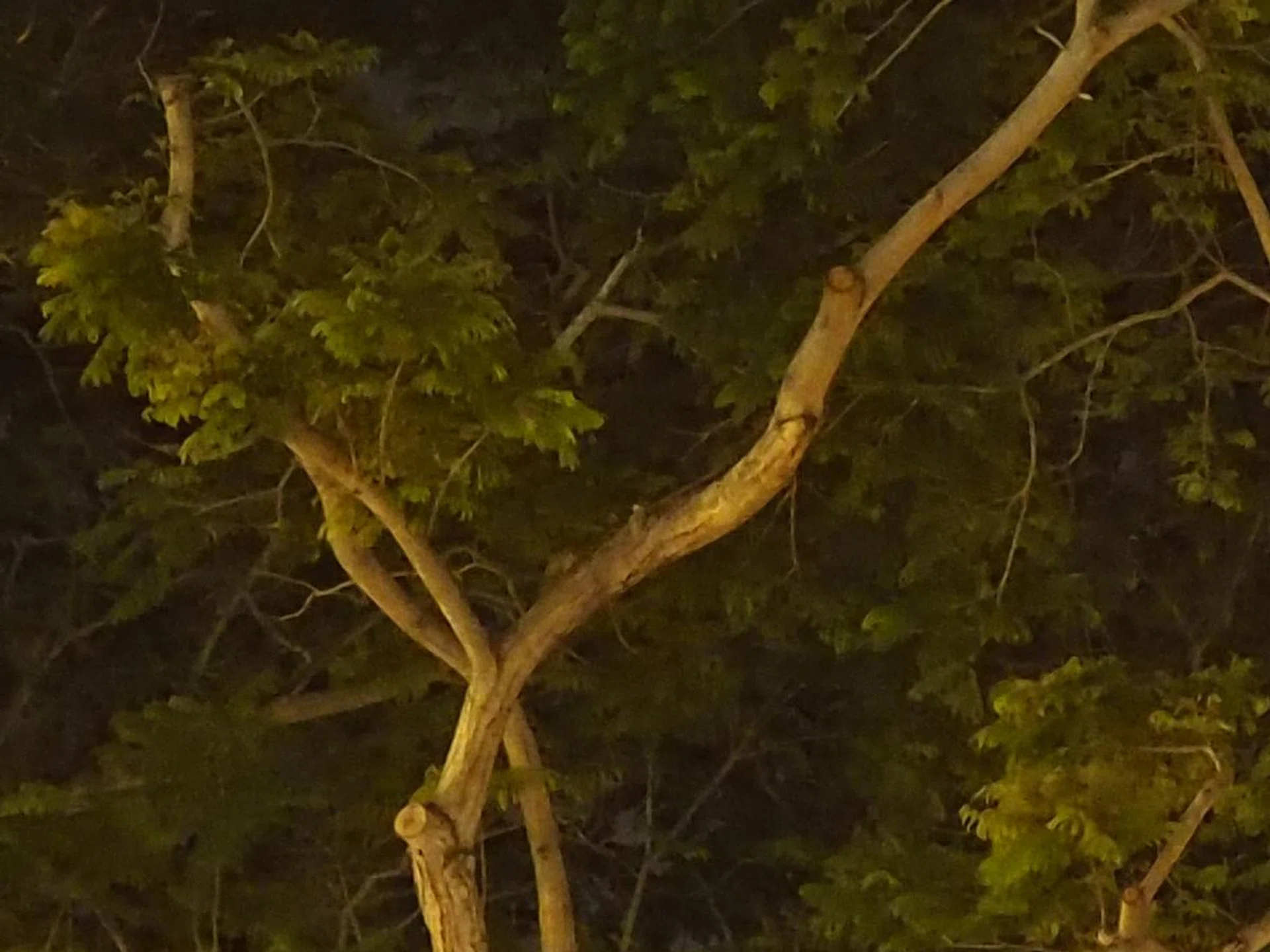 ISO 3,200, 100% crop.