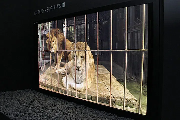 The 145-inch 8K Super Hi-Vision PDP is so huge and high-res that we felt like we were looking at real lions.