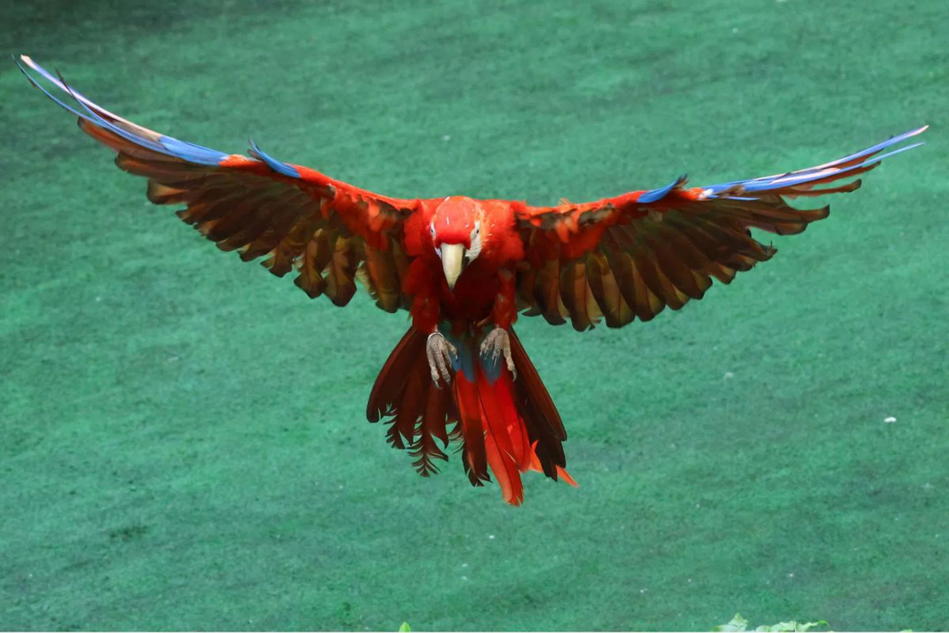 259mm at f/8.0, 1/1250s, ISO 6400