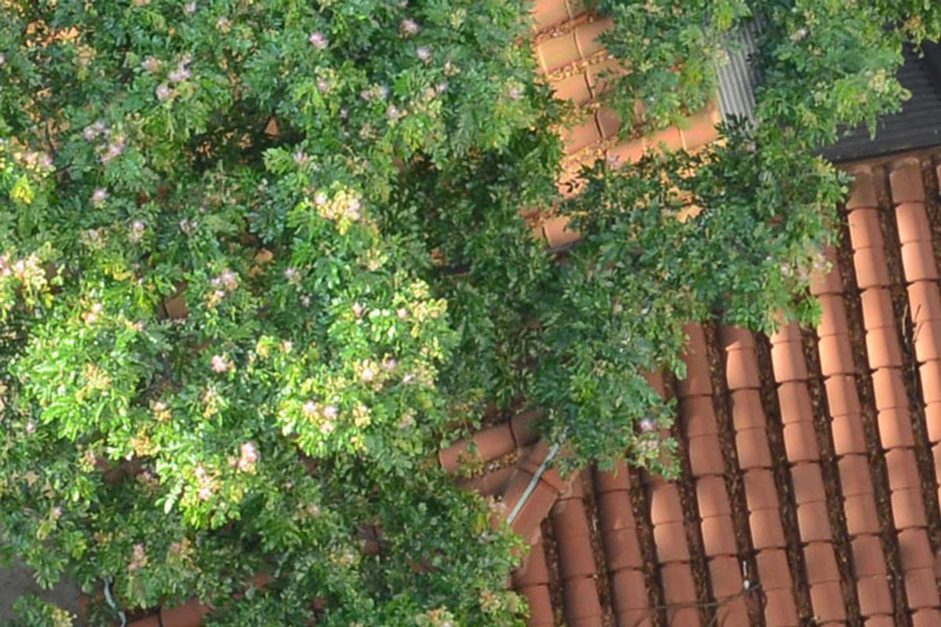 Here is a 100% crop of the 36MP capture, which has been down-sampled to 20MP in post. The original 36MP JPEG is a whopping 31.5MB and after reducing the resolution to 20MP using Photoshop and saving in the best JPEG quality settings, the file weighs in at 19.8MB.