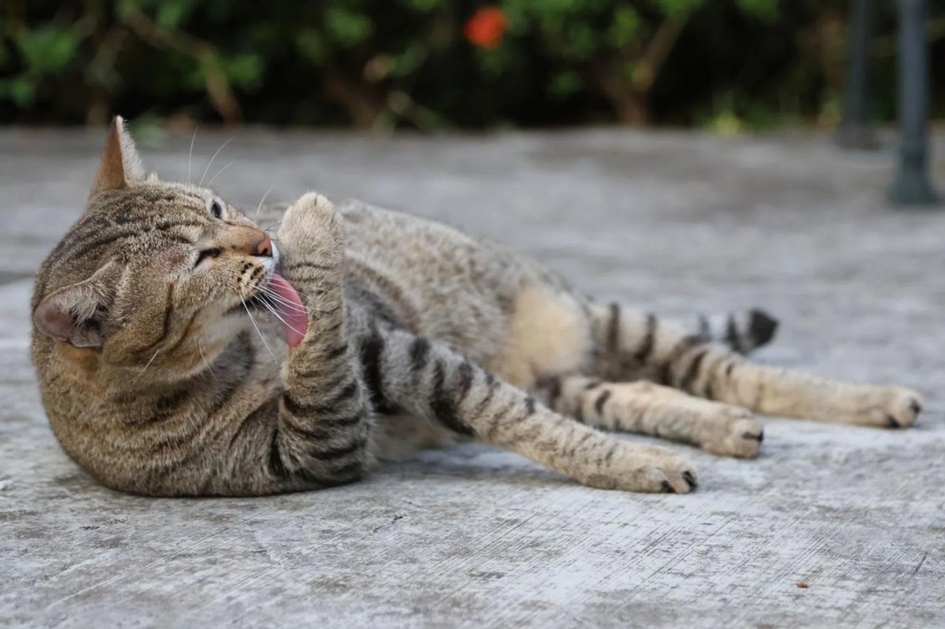 Cat Licking Paw - 75mm at f/4.0, 1/800s, ISO 2500