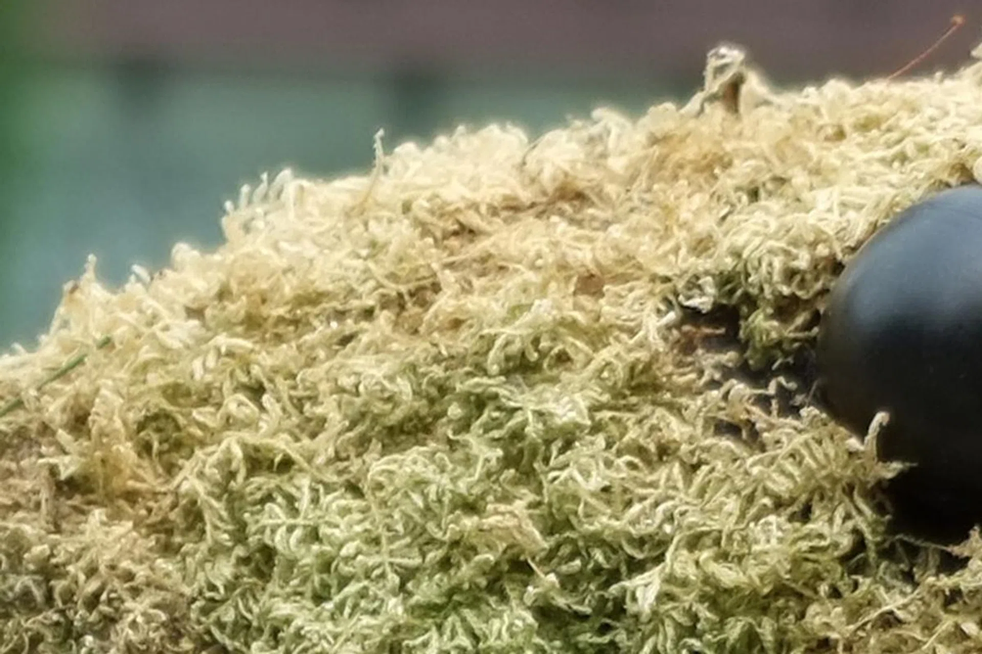 100% crop, an example of an 'edge glow'. f/2.8 at 27mm (35mm equivalent), 1/280 sec, ISO 200.