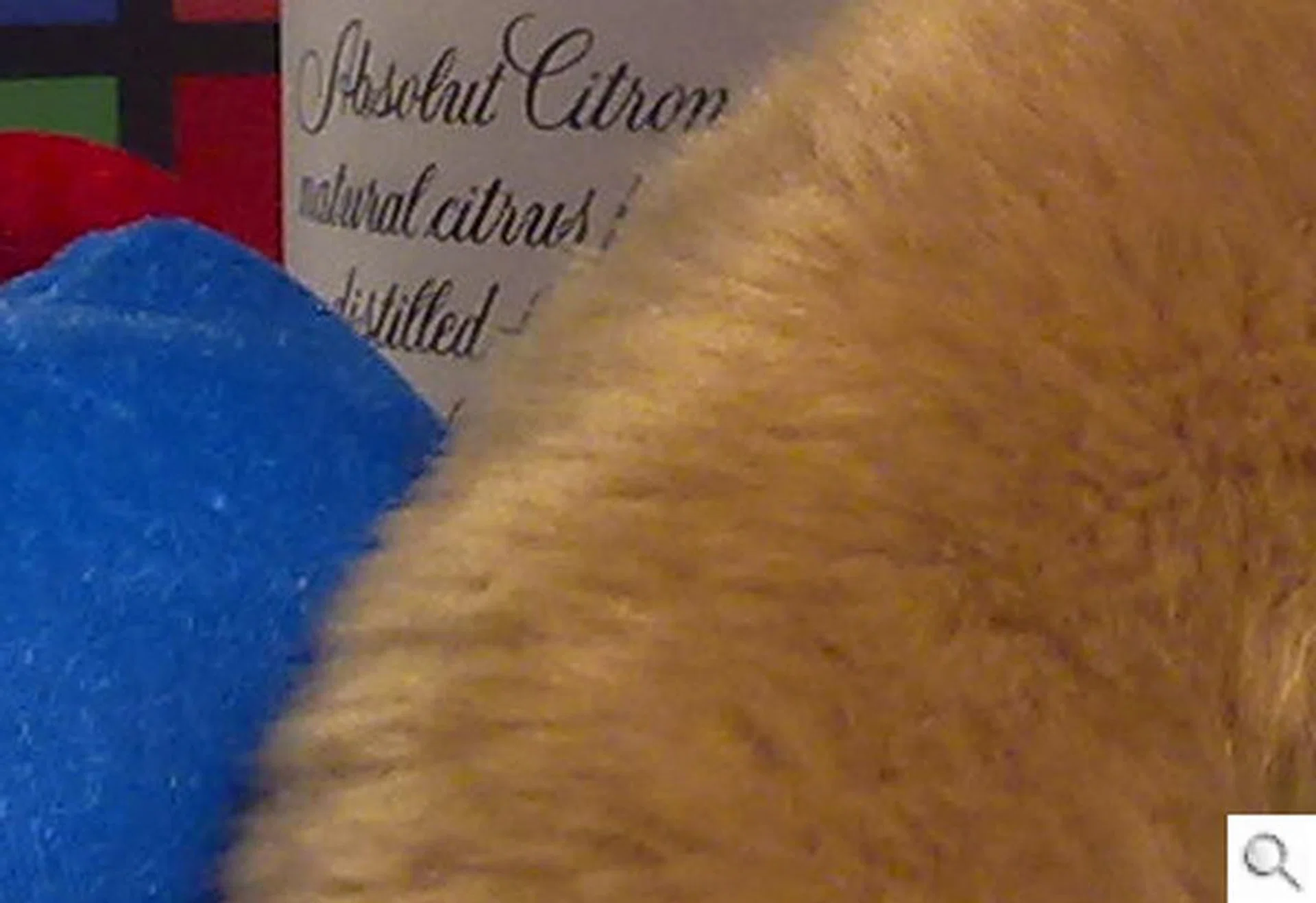 The details of the fur on our furry little test subject proved to be quite sharp, but noise levels are still discernible which shouldn't prove too obvious if you aren't blowing up your picture.