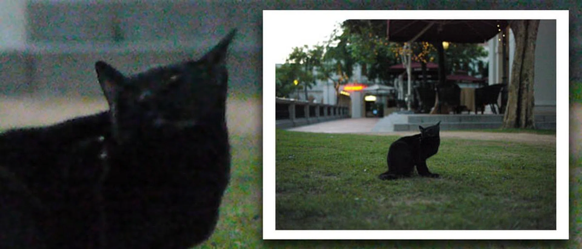 One of the benefits of down-sampling is that the appearance of image noise is reduced. When viewed at its original resolution, you can see an abundance of noise in the photo (the speckles in the image). But when its resolution is reduced, the noise can hardly be seen.