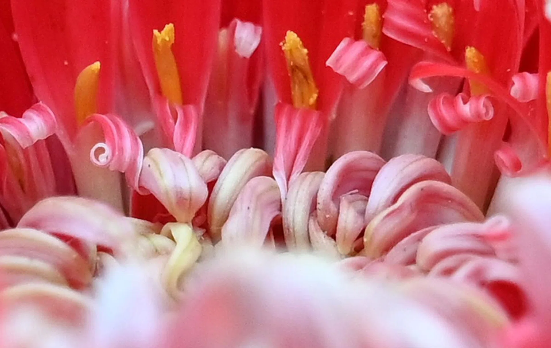 100% crop.