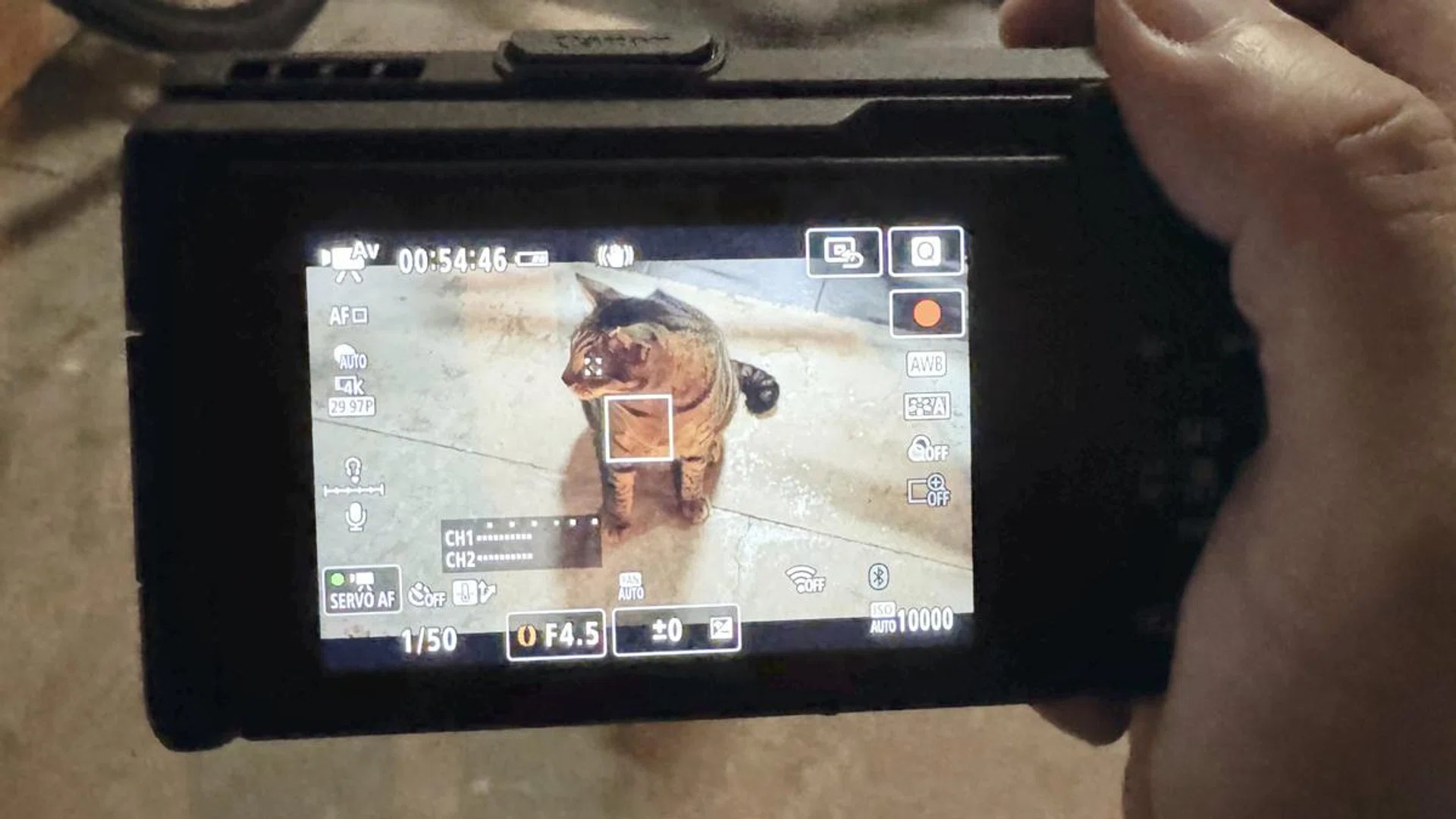 Canon PowerShot V1’s automatic subject tracking is able to track this community cat’s eye easily. Photo: HWZ