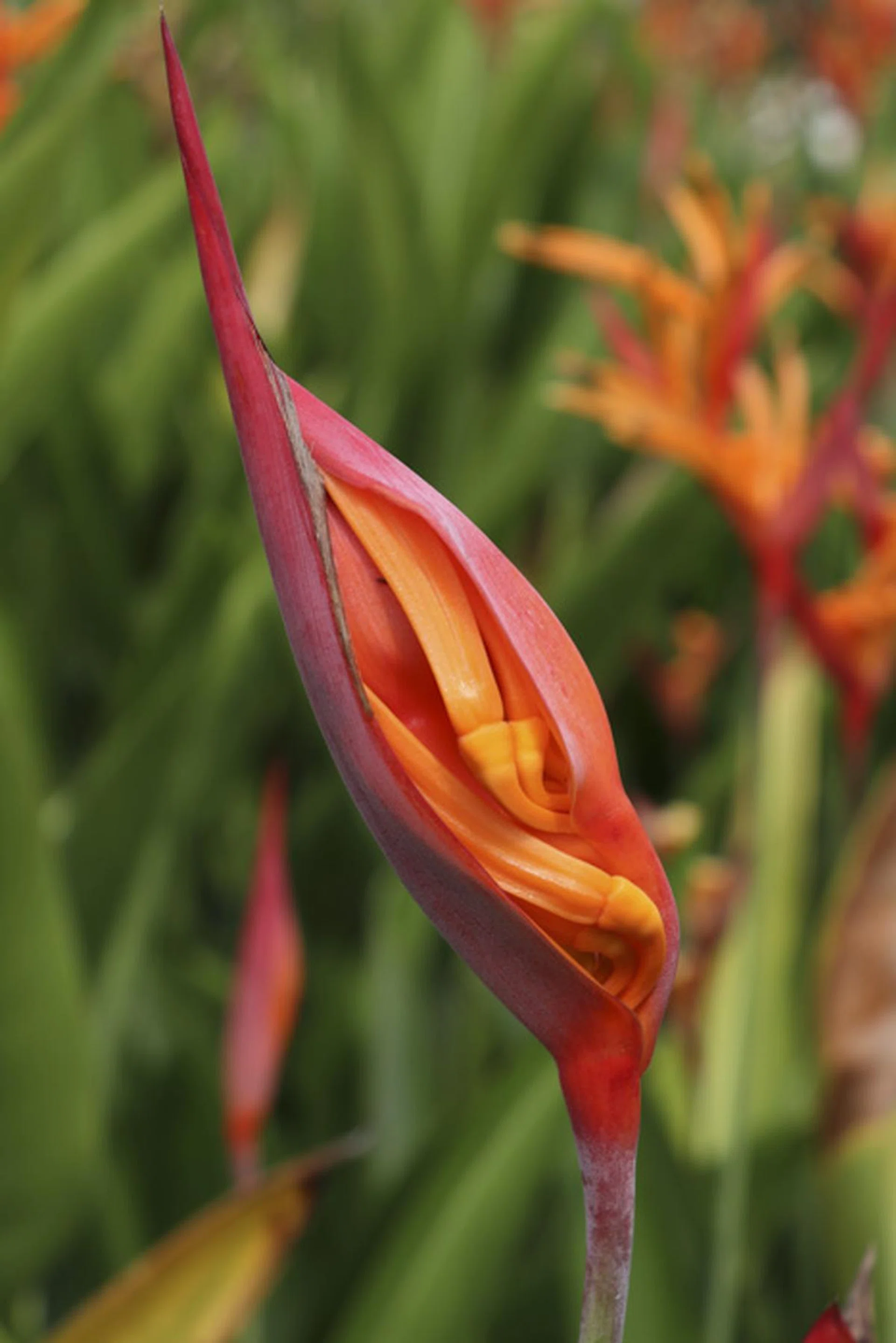 50mm at f/8, 1/200s, ISO 100 (Canon 80D)