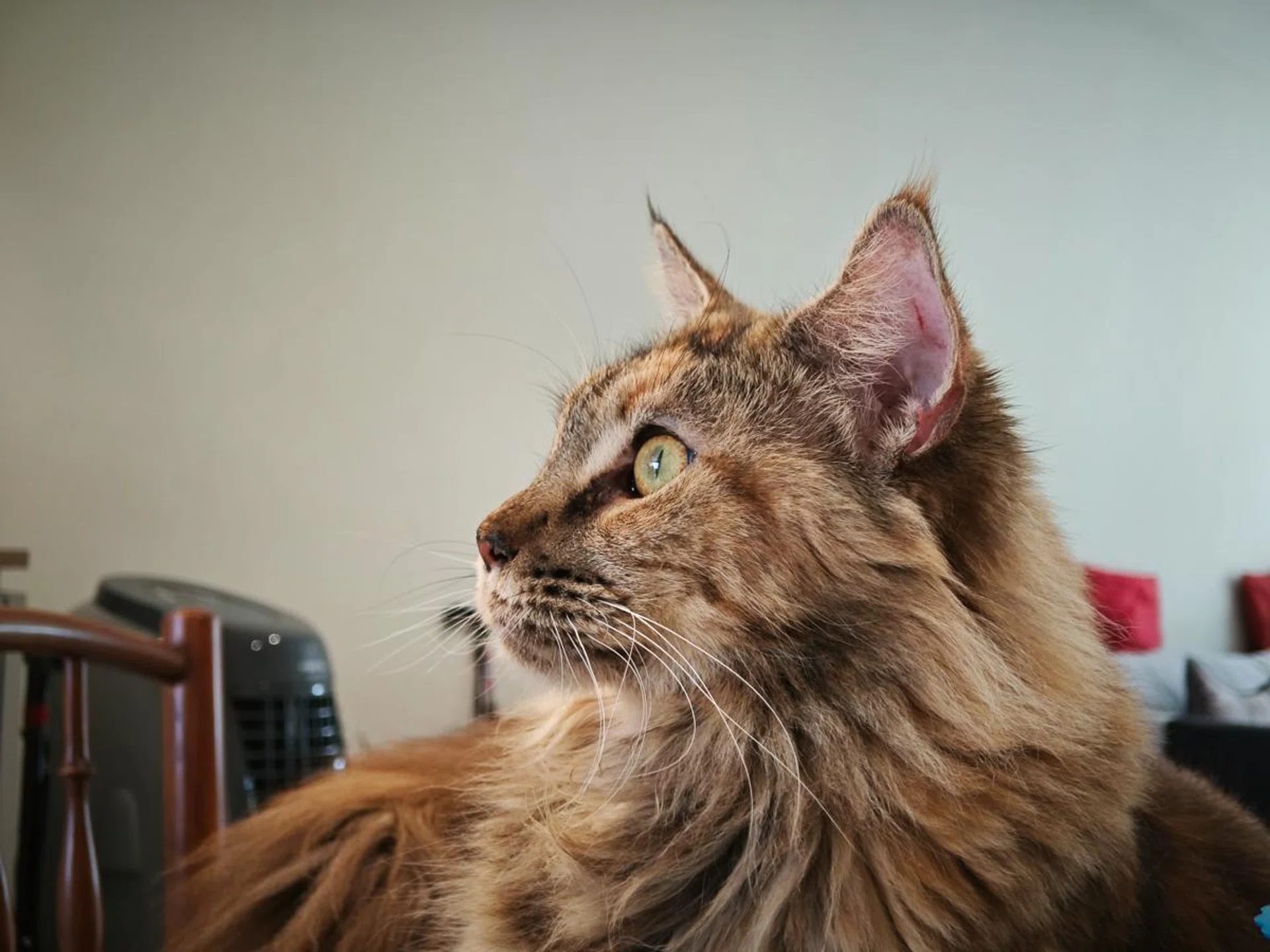 2x optical zoom. Photo: HWZ.