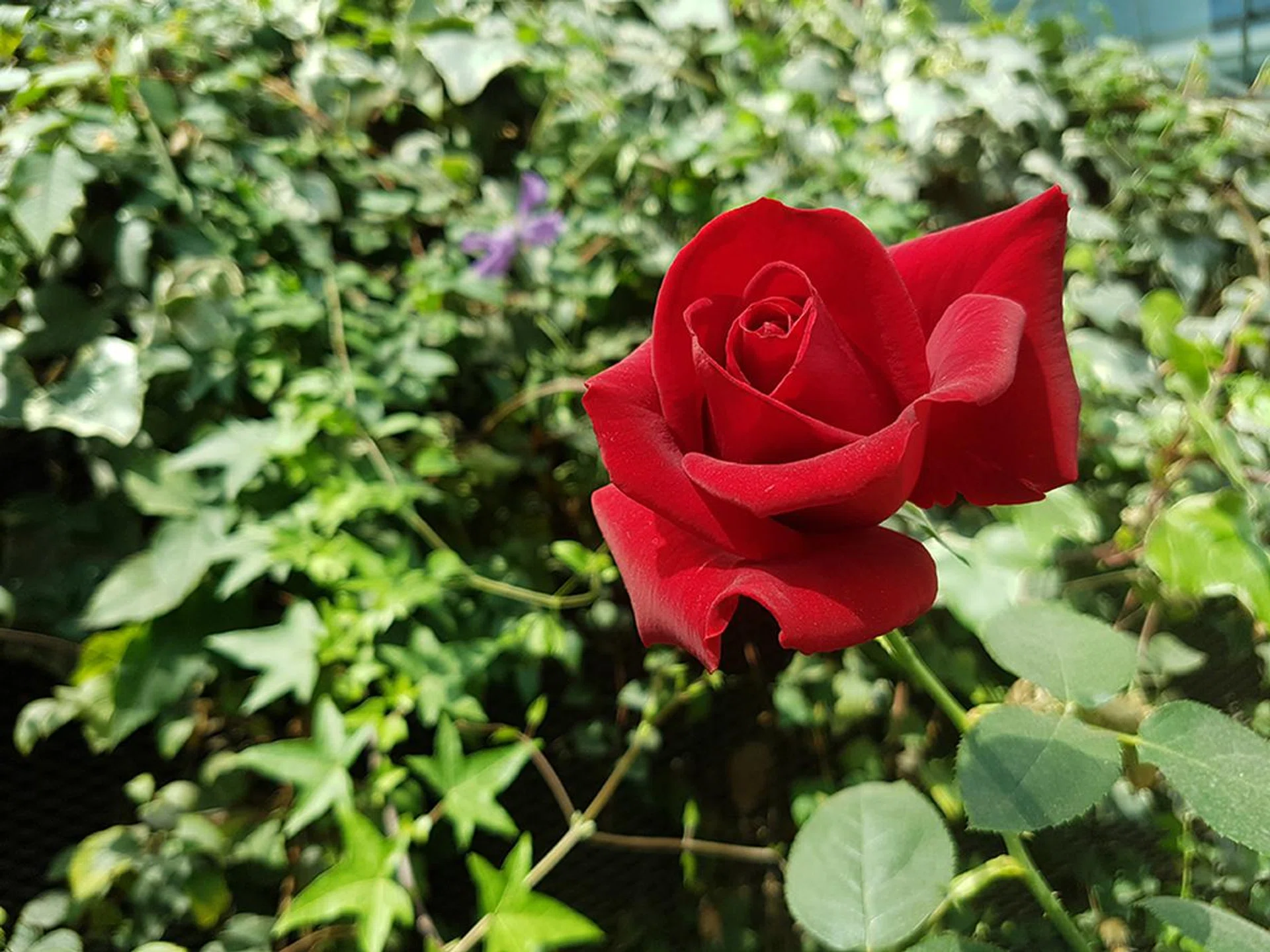 Samsung Galaxy S7 Edge. f/1.7 at 26mm, 1/400 sec, ISO 50.