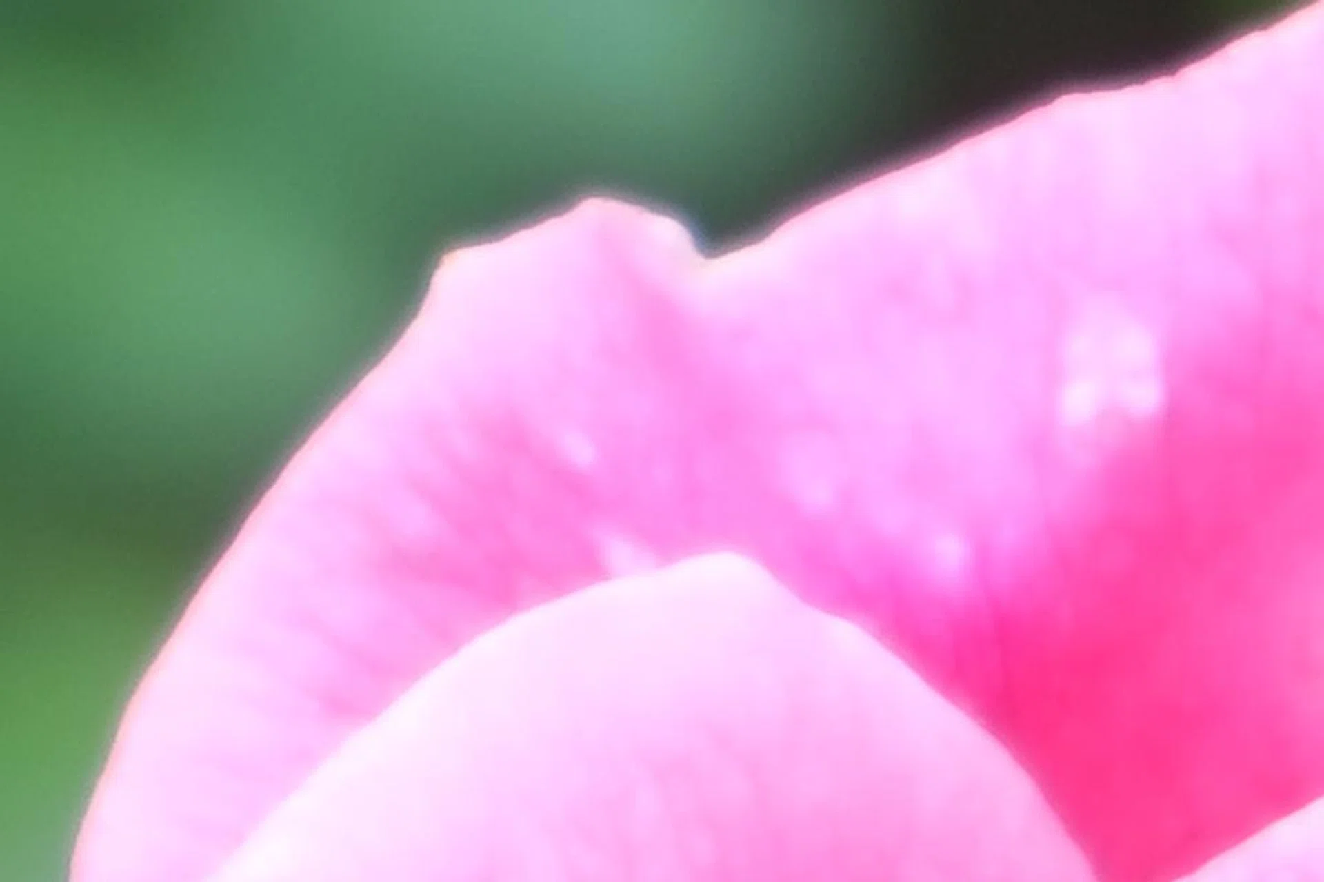 100% crop, another example of an 'edge glow'. f/4 at 76mm (35mm equivalent), 1/85 sec, ISO 200.