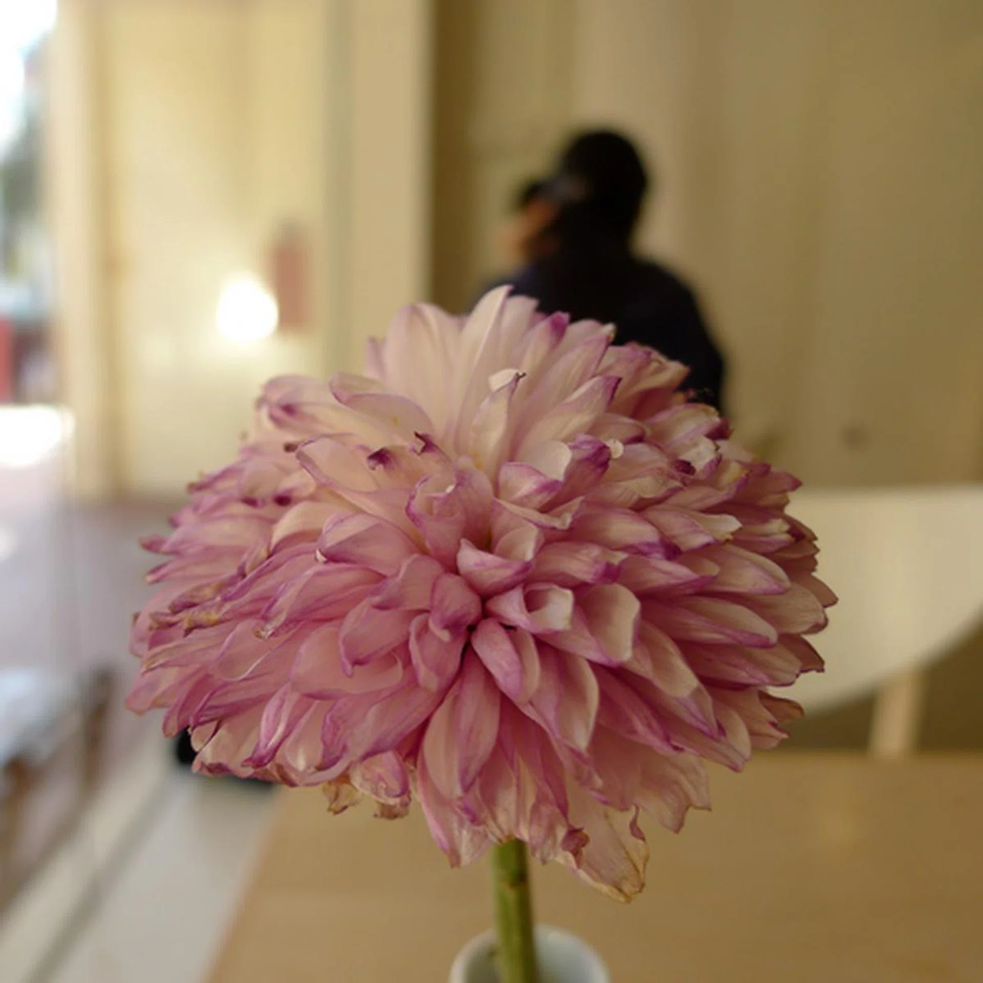 The F2 lens lets you shoot blurry backgrounds, placing more emphasis on the subject. Shot in the 1:1 aspect ratio with macro focus.