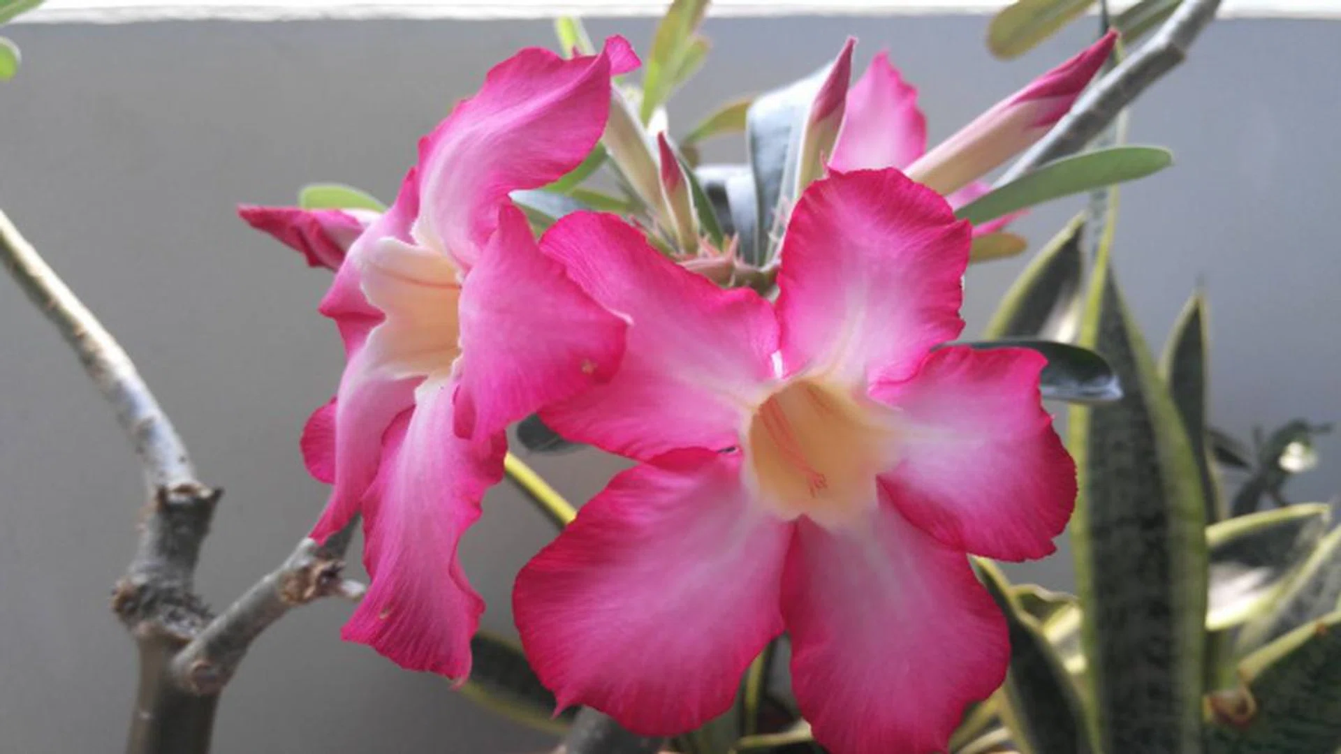 Photo taken using Auto Mode. <br> The image quality is quite good; you can see the fine details on the flower petals when you zoom in. Color reproduction is accurate too. <br> Click to enlarge the image.