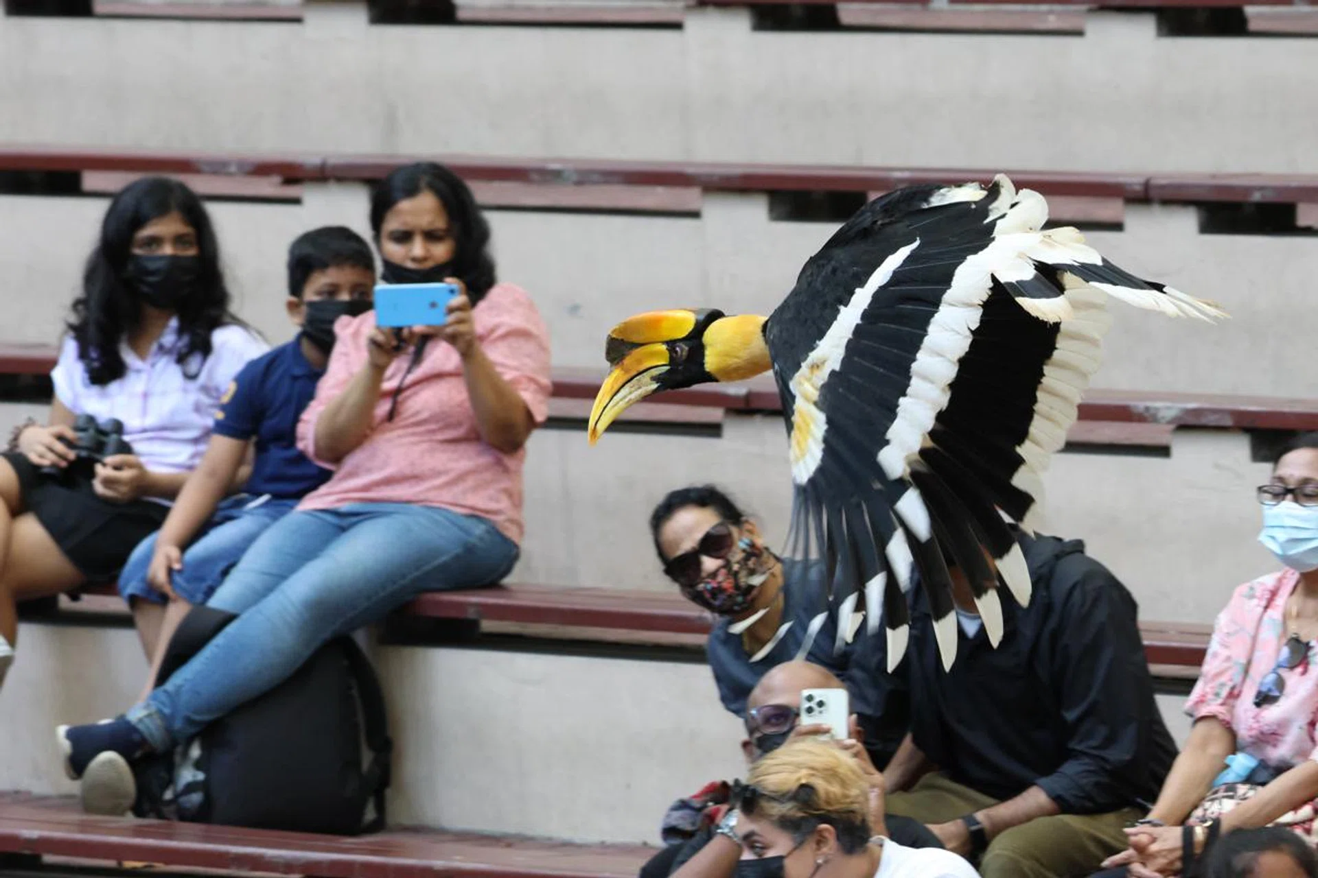 Oriental Pied Hornbill. 259mm at f/7.7, 1/640s, ISO 3,200.