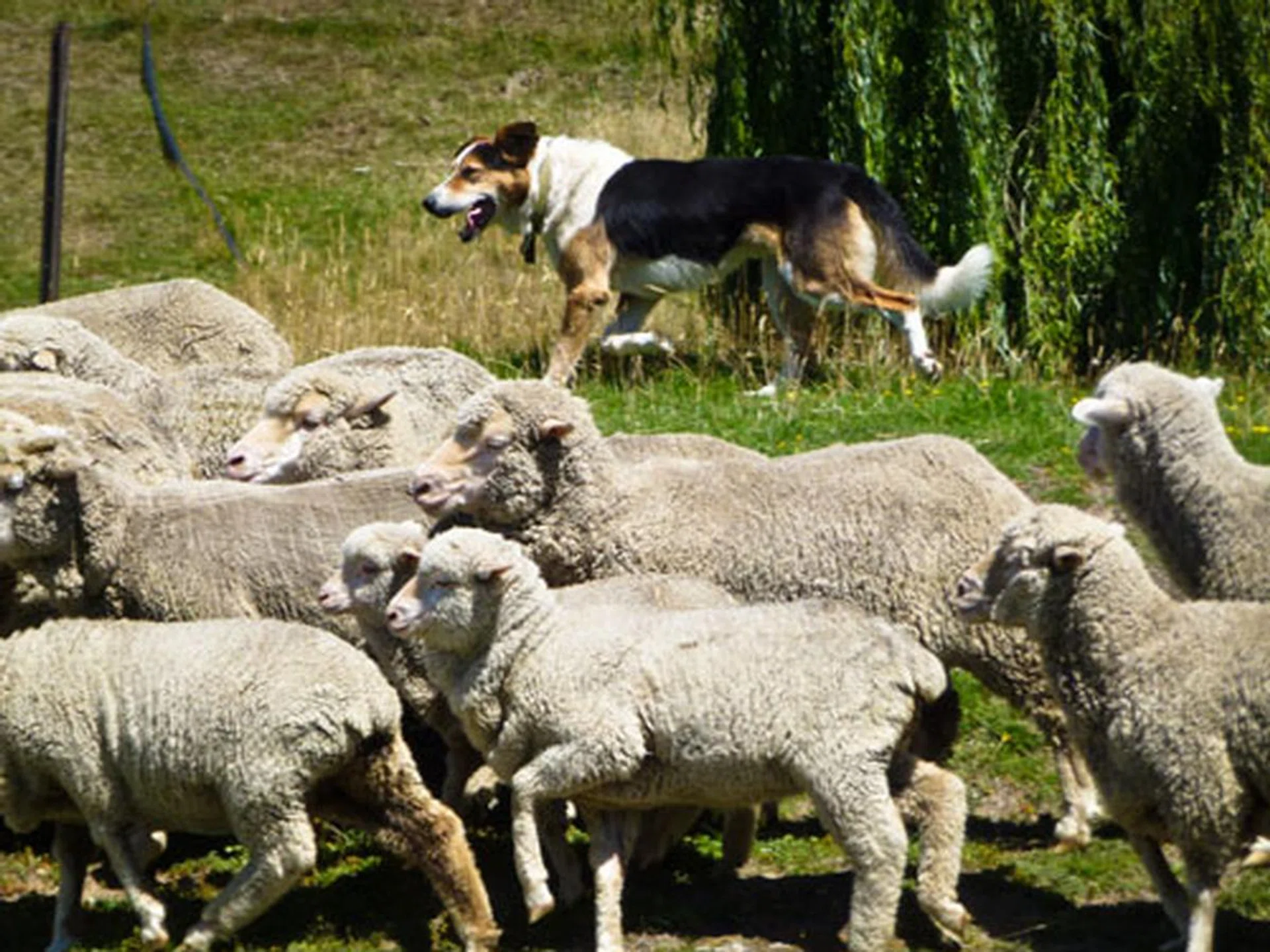 f/5.6 at 266mm, 1/400 sec, ISO100.