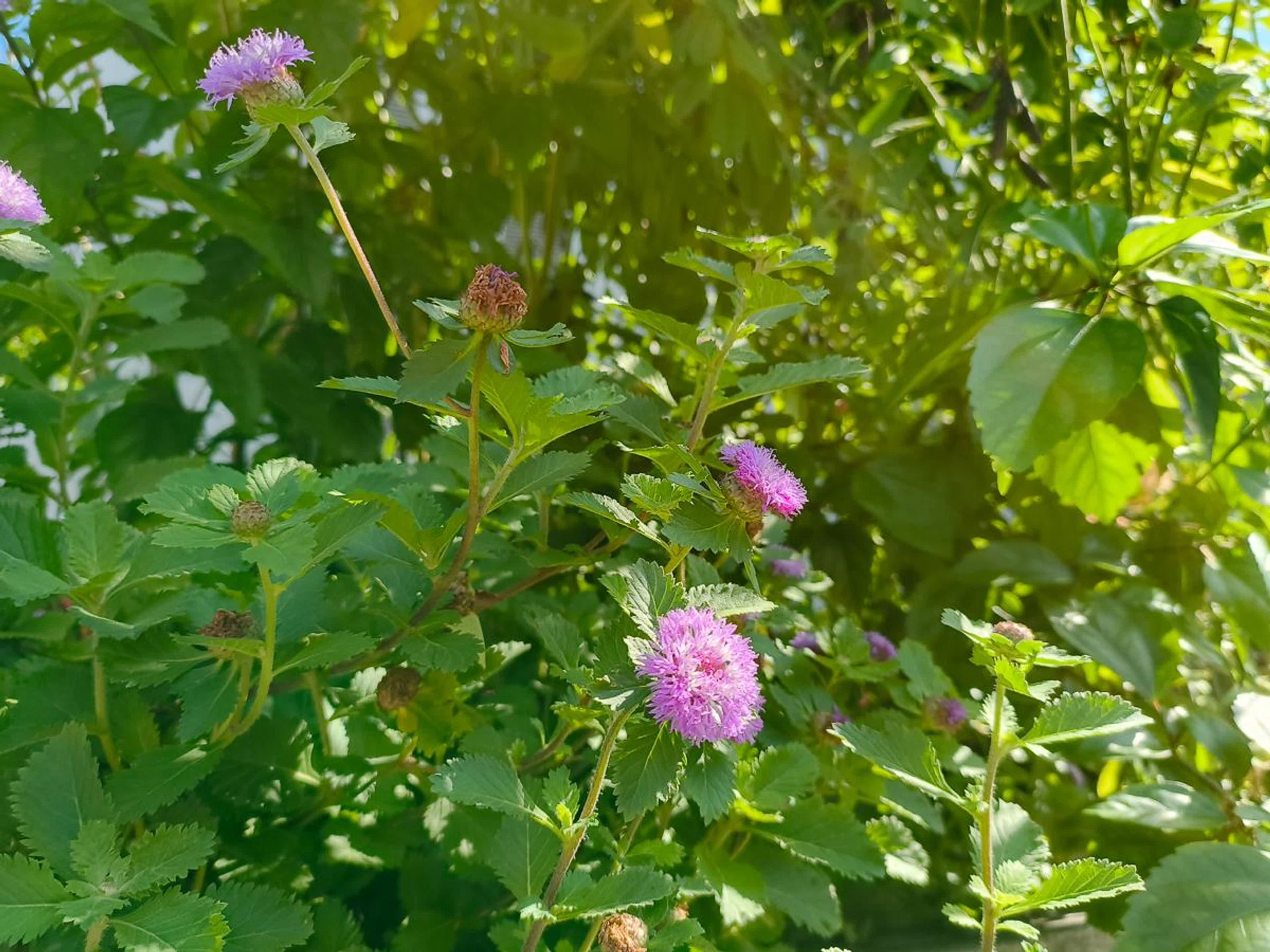 Main camera. Photo: HWZ.