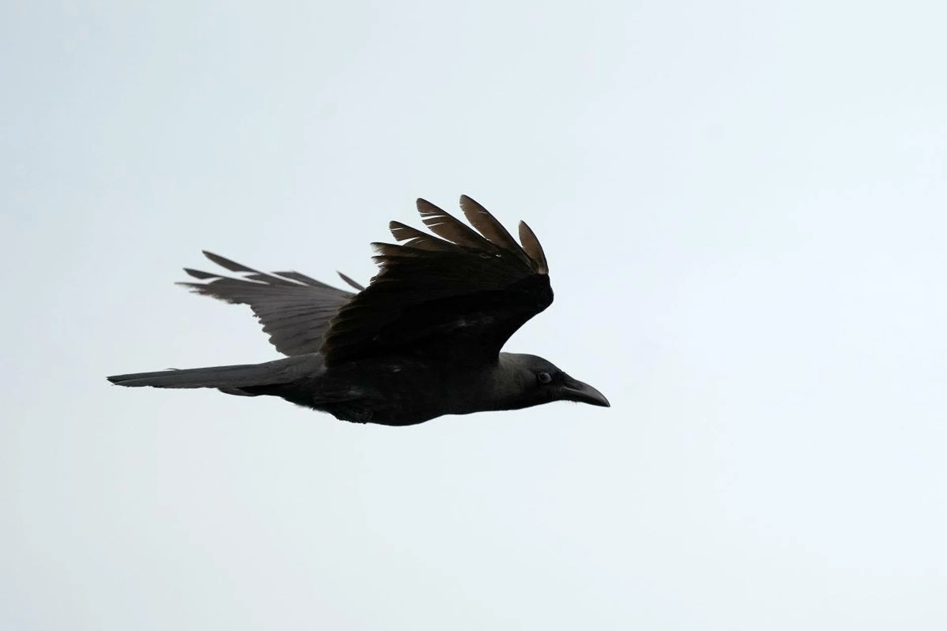 The A7 IV captured this house crow despite the bird flying at full speed. Shooting info: 600mm at f/6.3, 1/8000s, ISO 800 (50% crop)