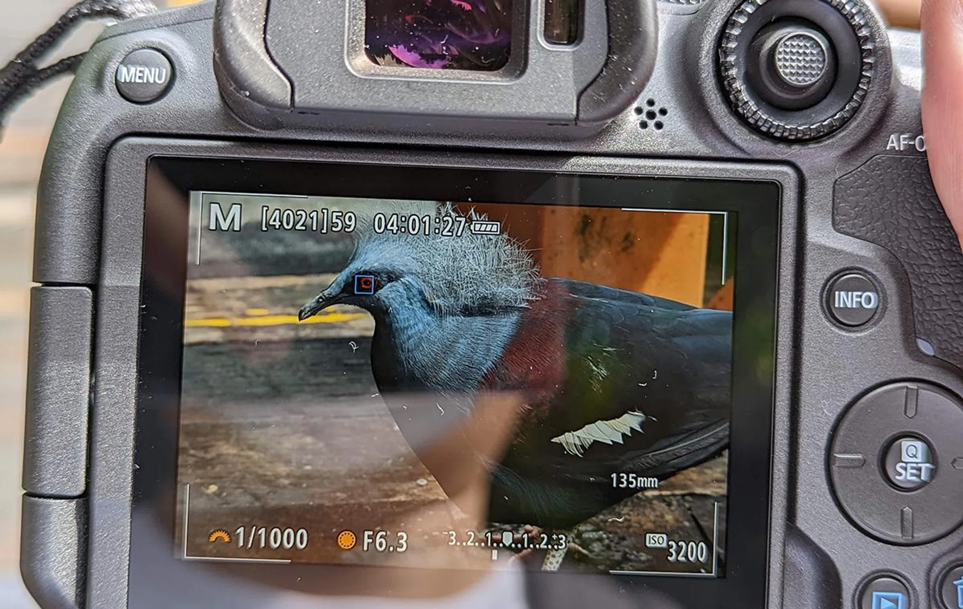 The Eye detection of R7 works for animals too.