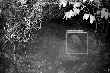 (Source: Screengrab from Conservation AI video)